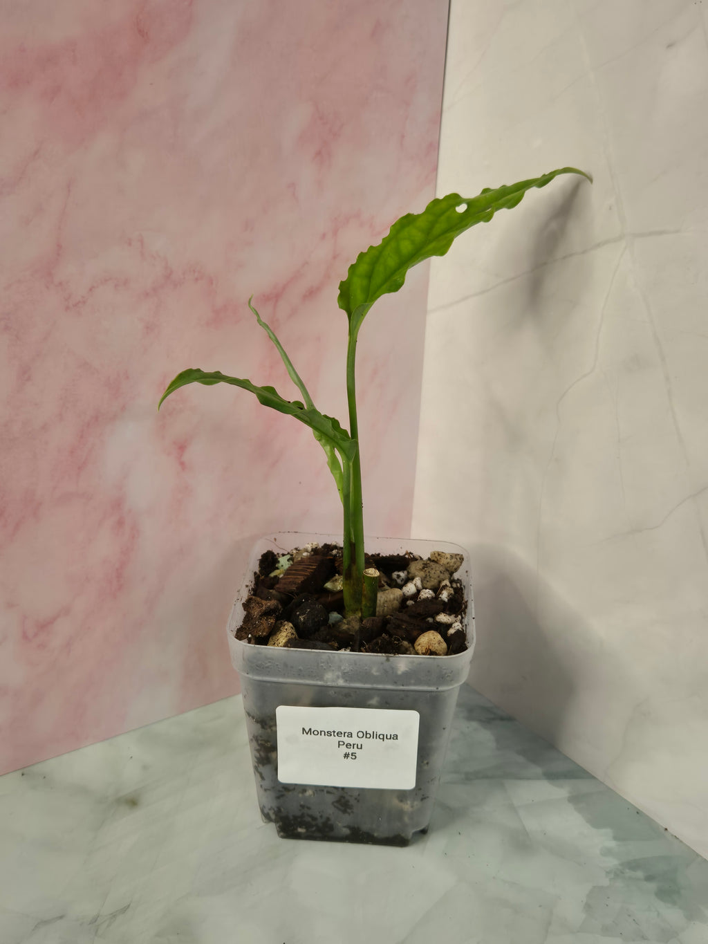 Monstera Obliqua Peru #5