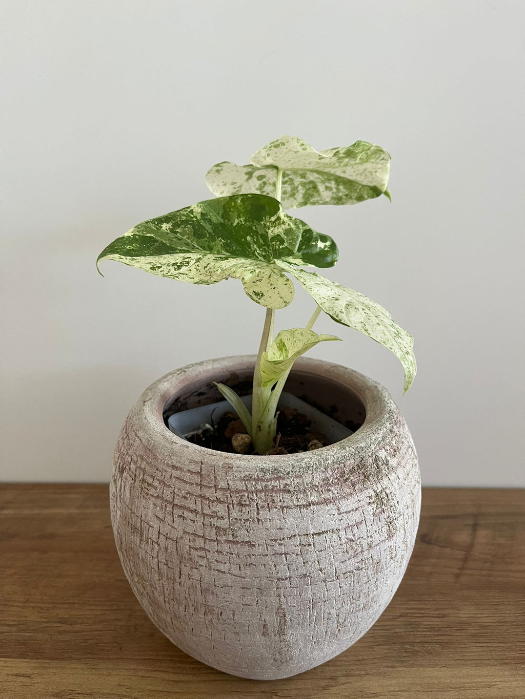 Alocasia Macrorrhiza splash #11
