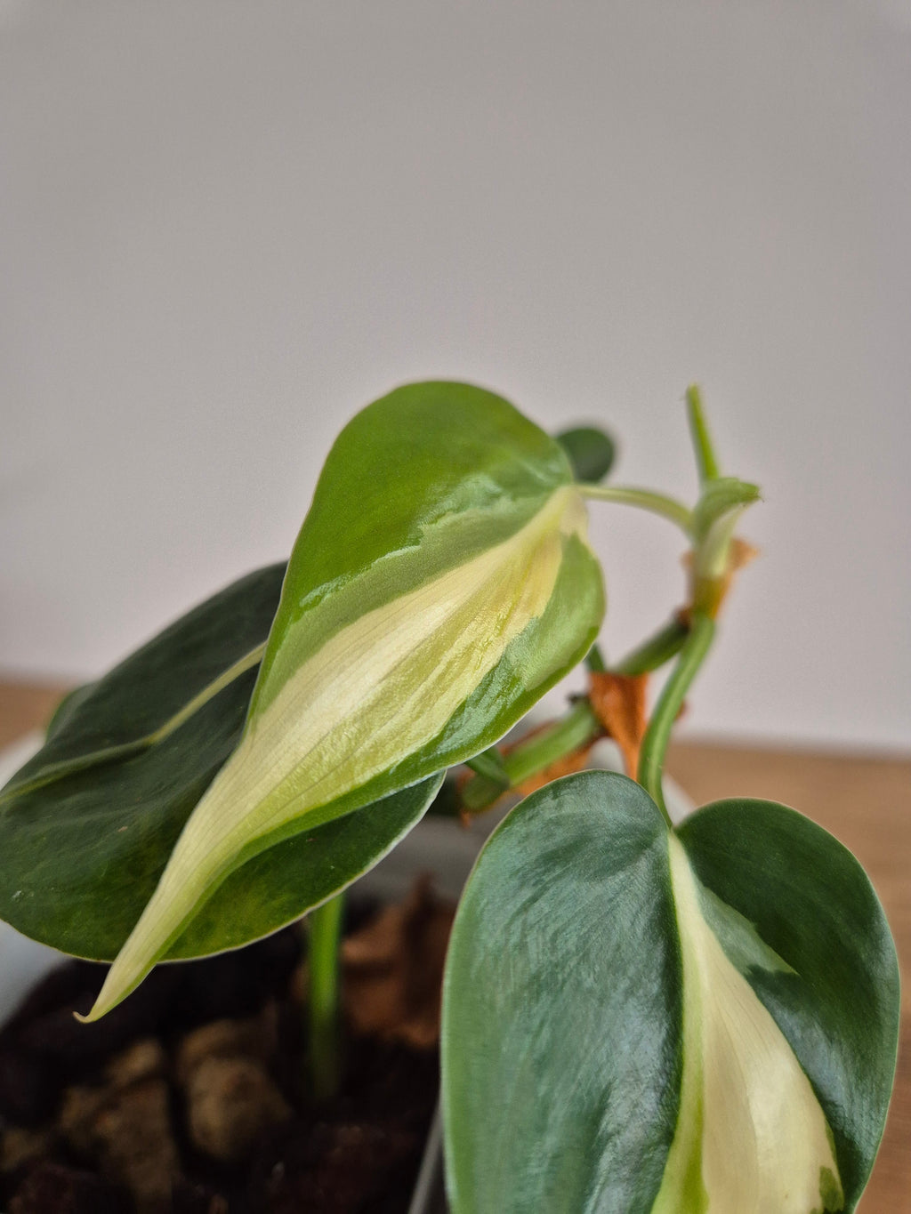 Philodendron Brasil Silver Stripe #3