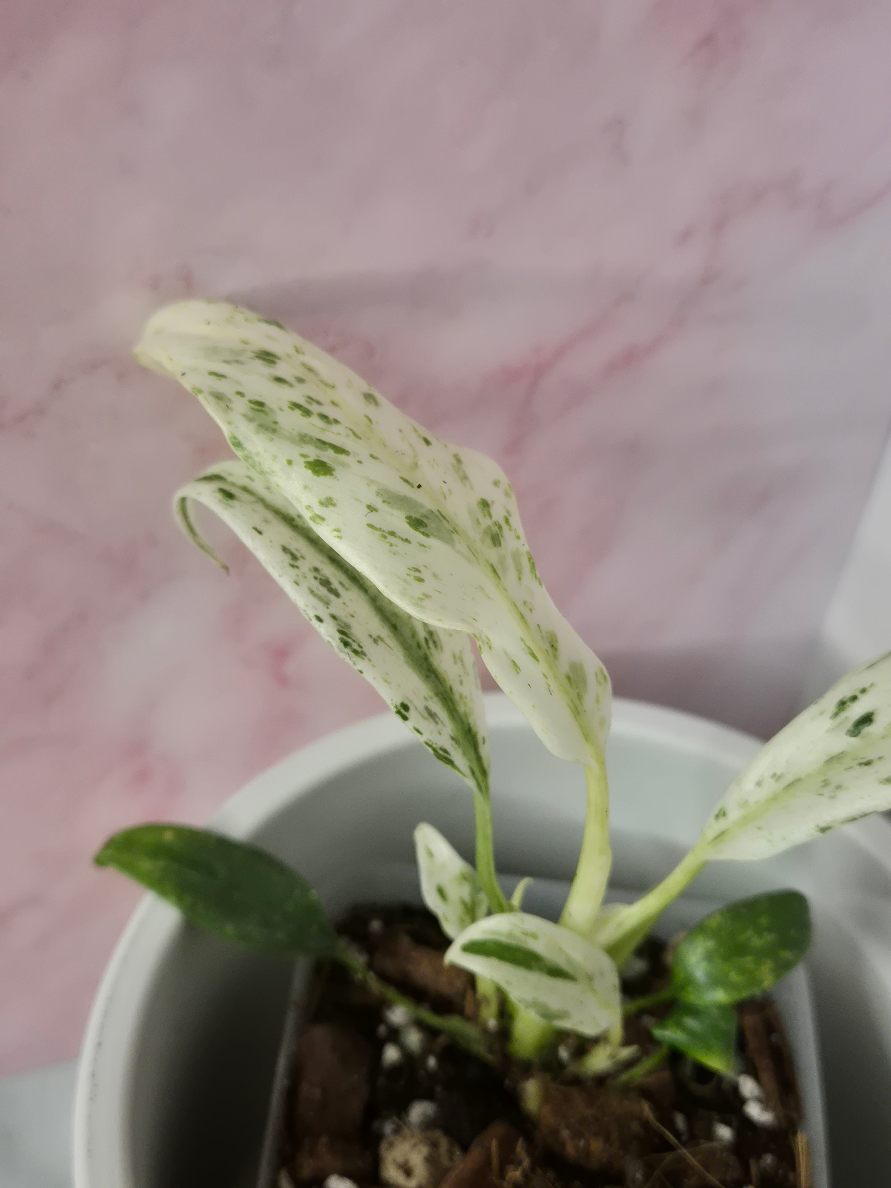Rhaphidophora Puberula Variegata #17