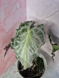 Alocasia Venom #4