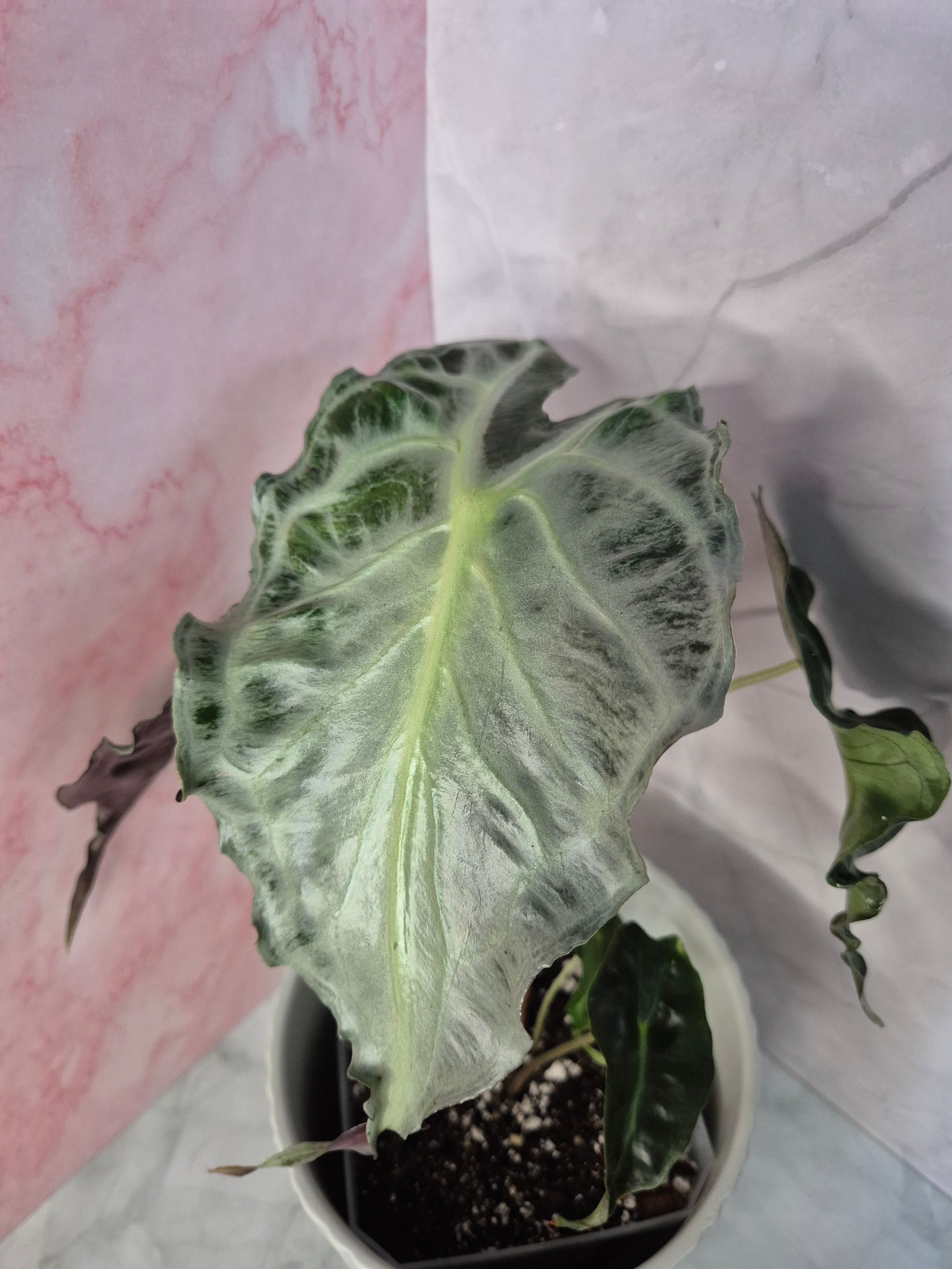 Alocasia Venom #4