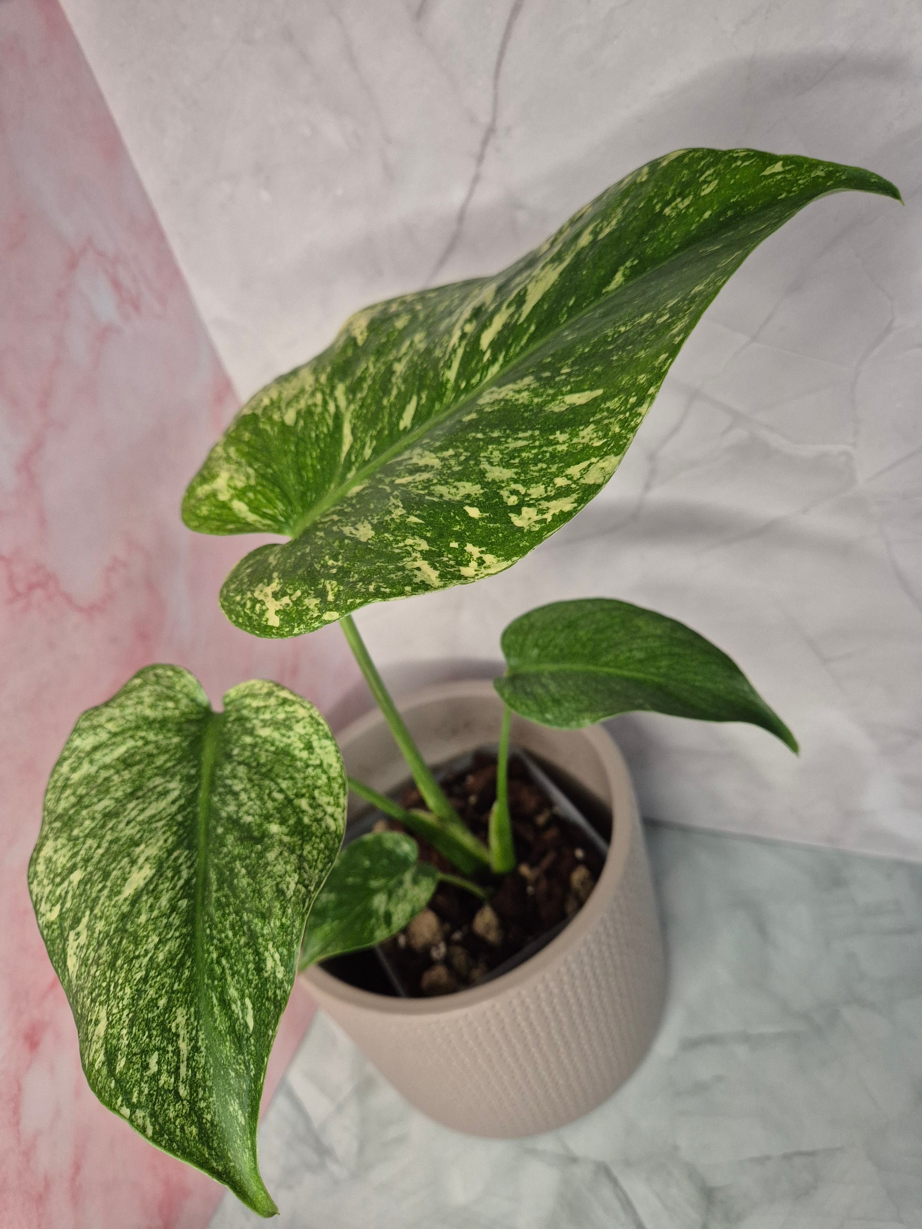 Monstera Mint #2