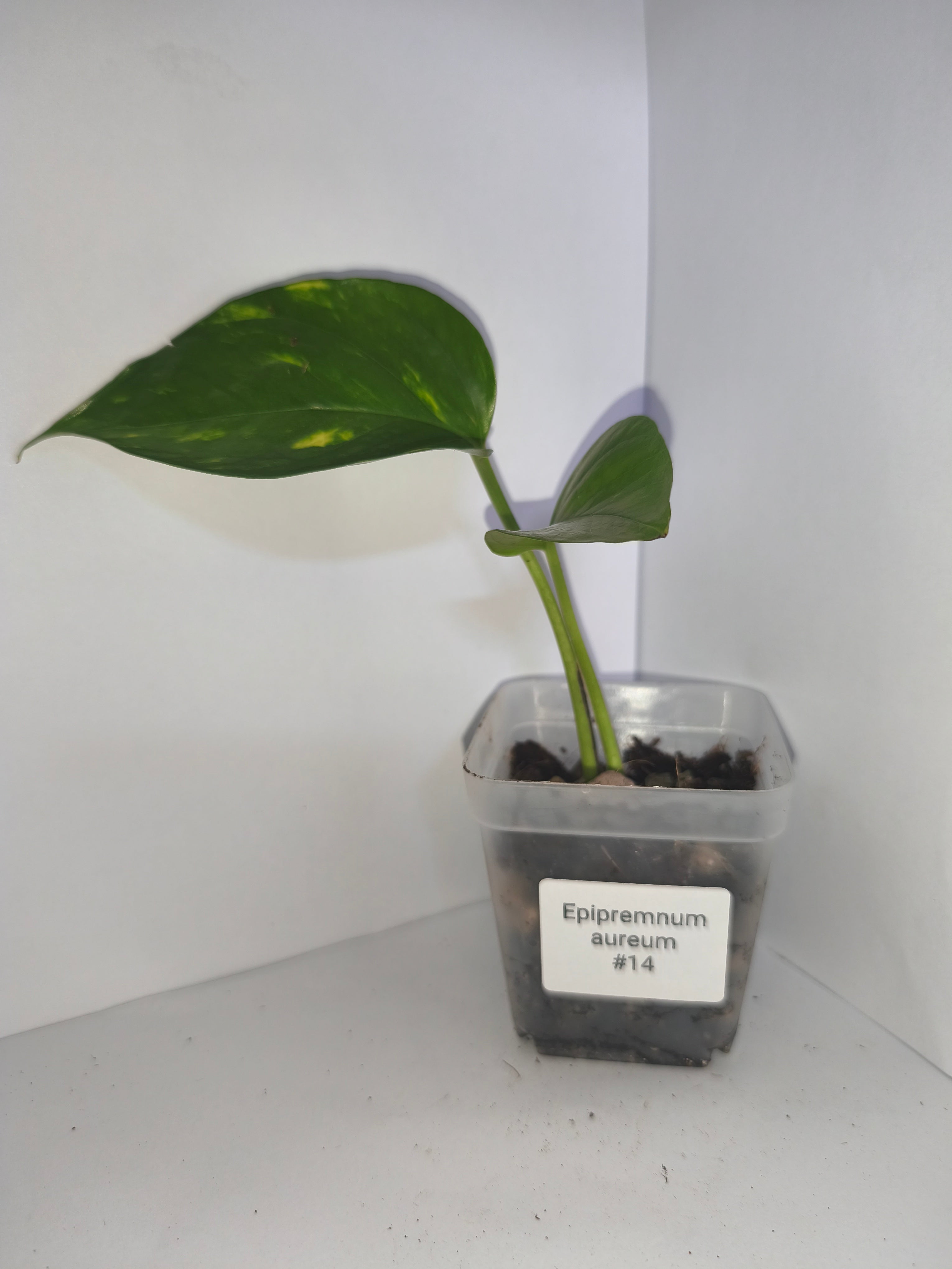 Epipremnum aureum #14