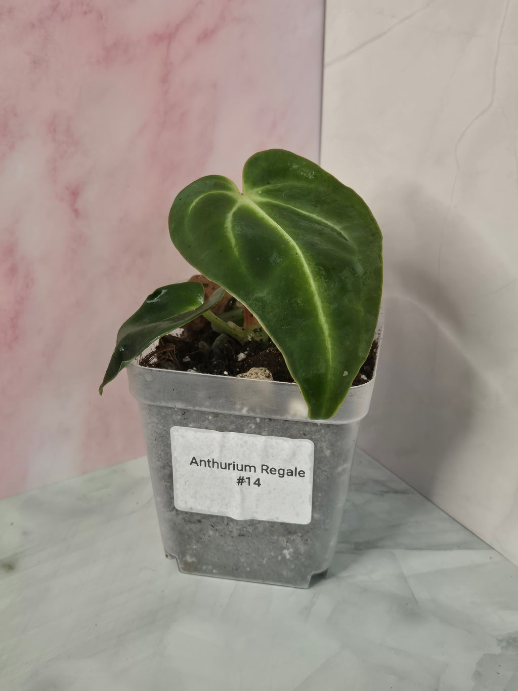 Anthurium Regale #14