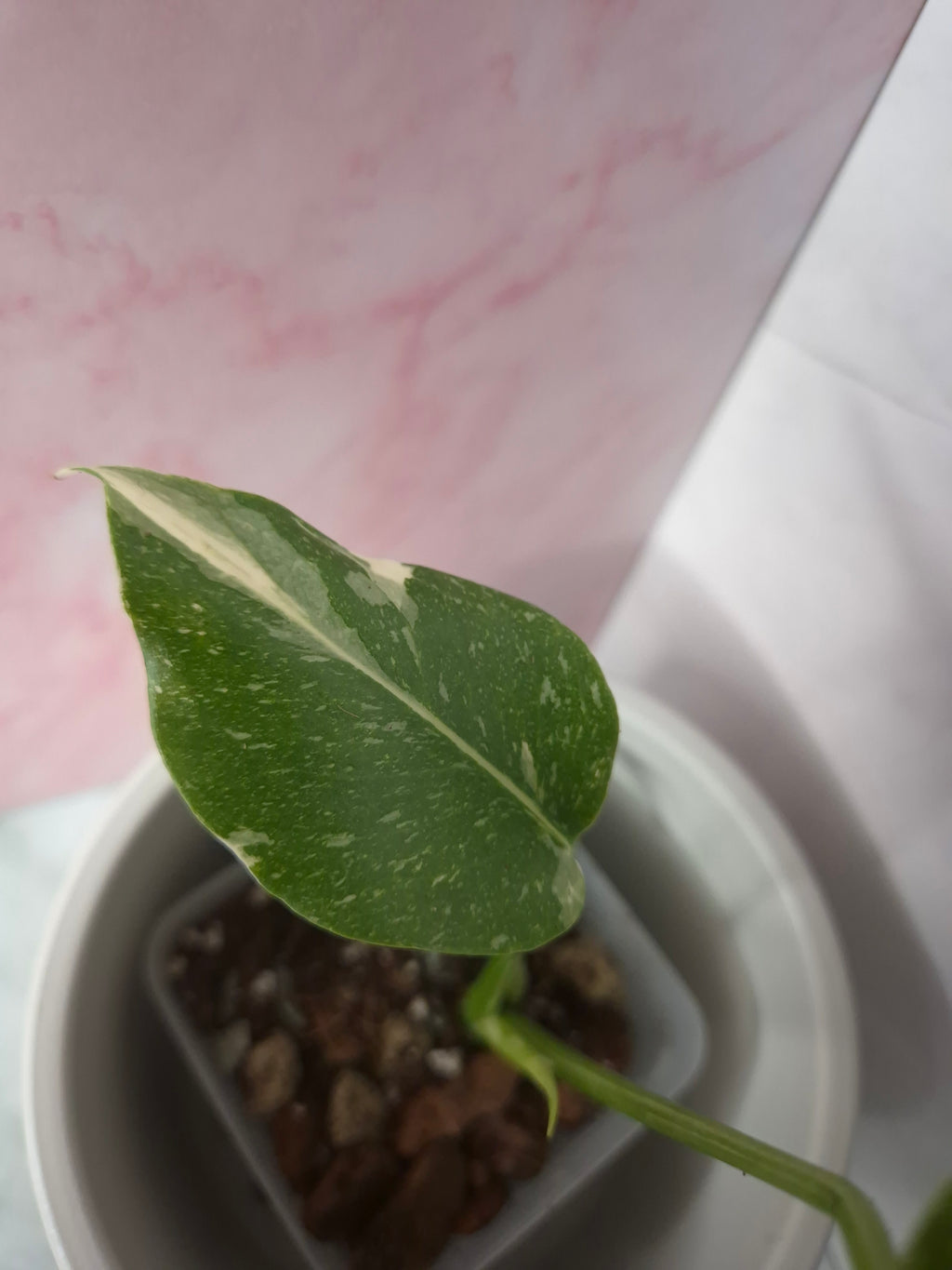 Monstera Thai Constellation #9