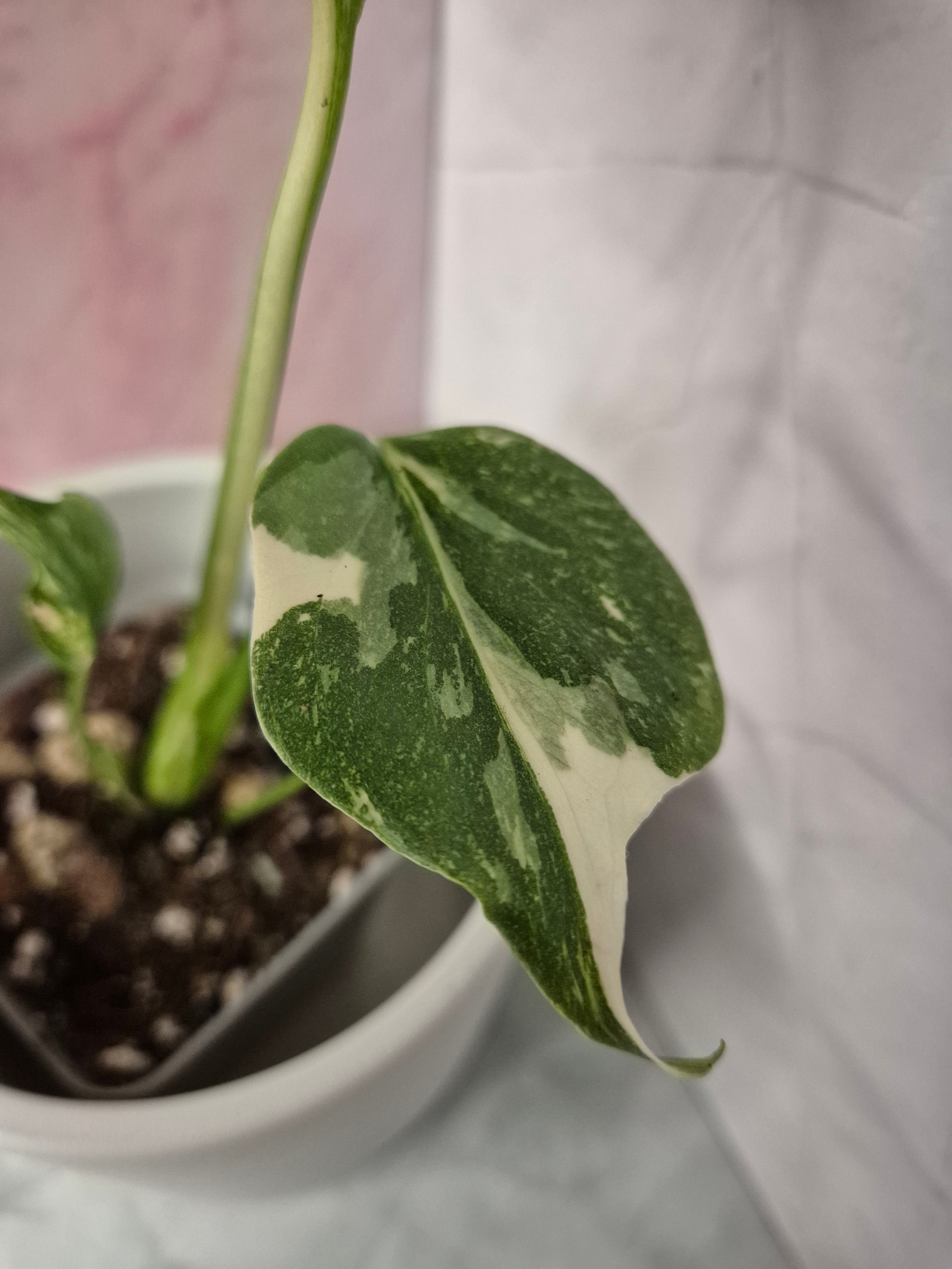 Monstera Thai Constellation #5