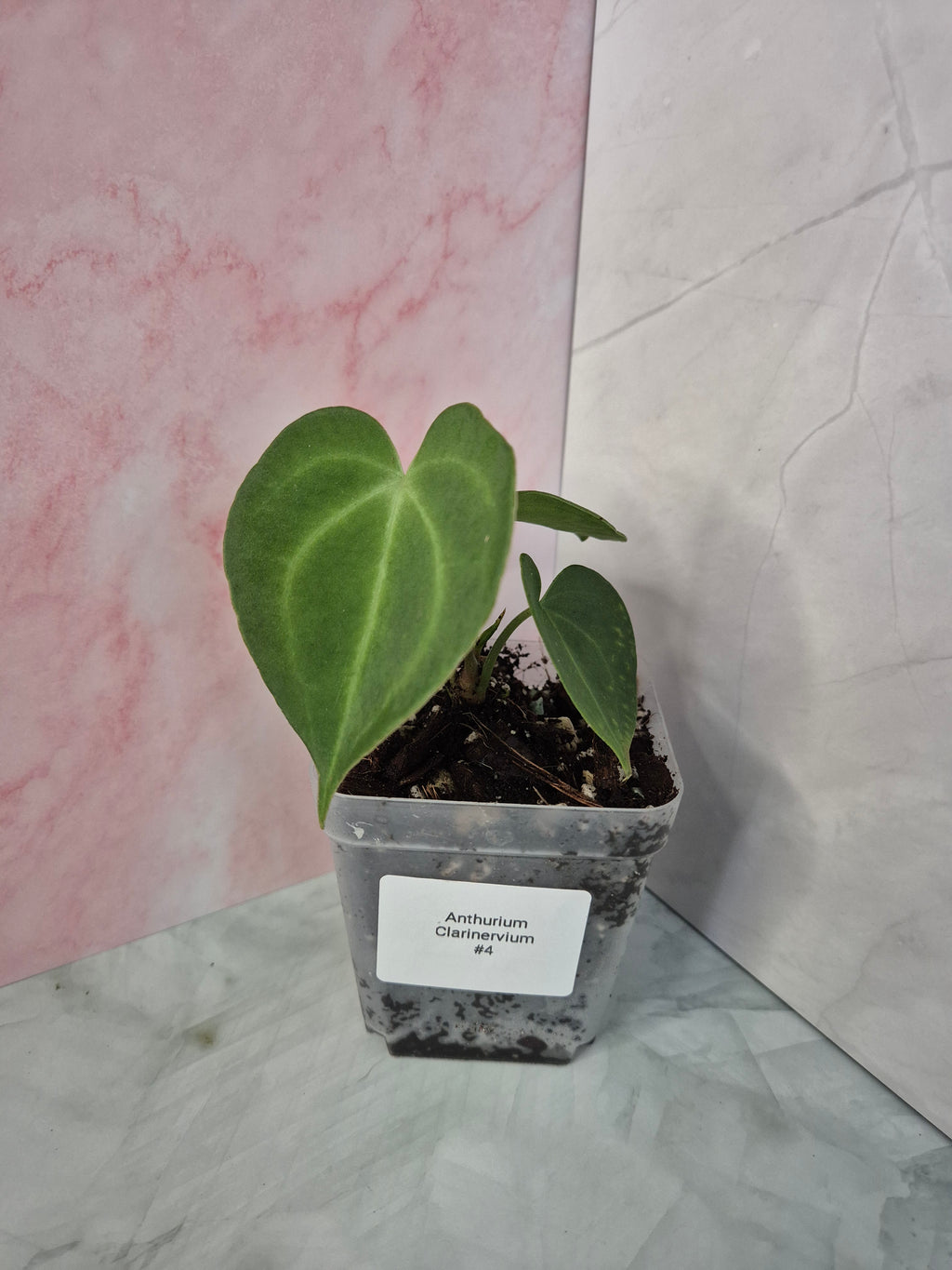 Anthurium Clarinervium #4