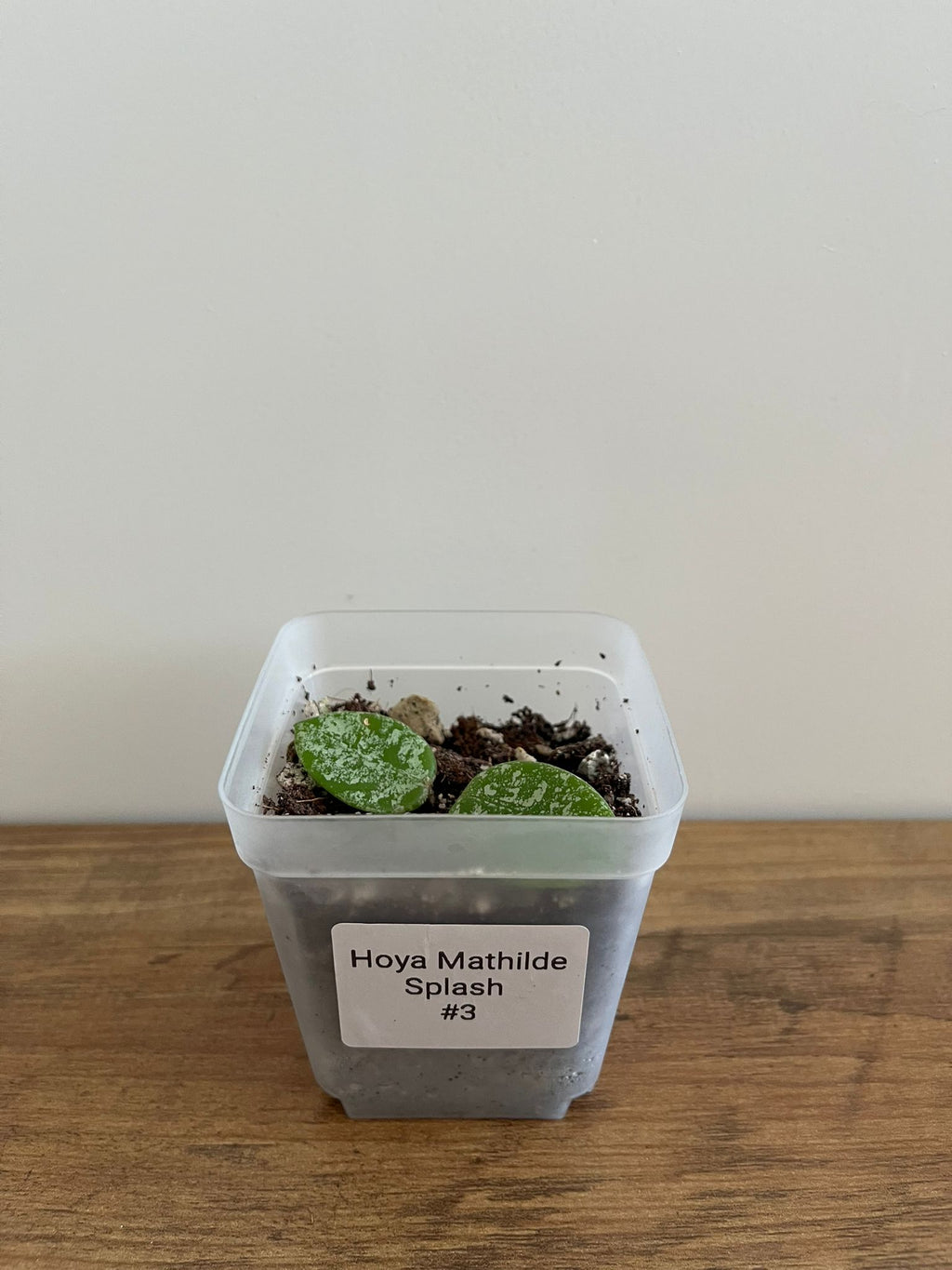 Hoya Mathilde Splash #3