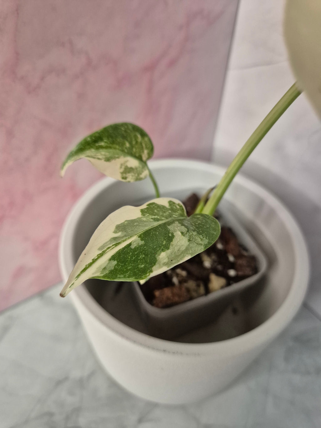 Monstera Thai Constellation #7