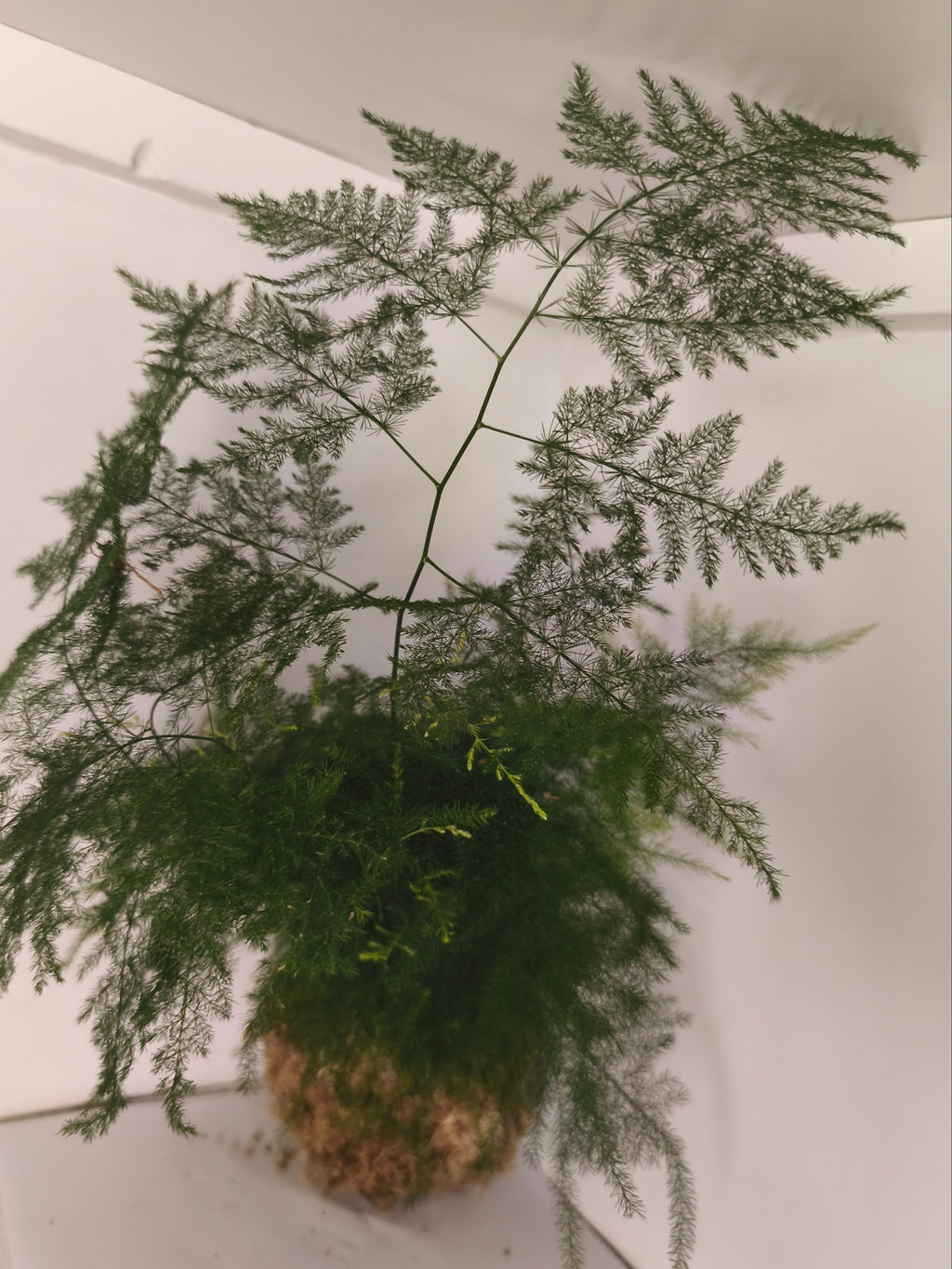 Kokedama #9