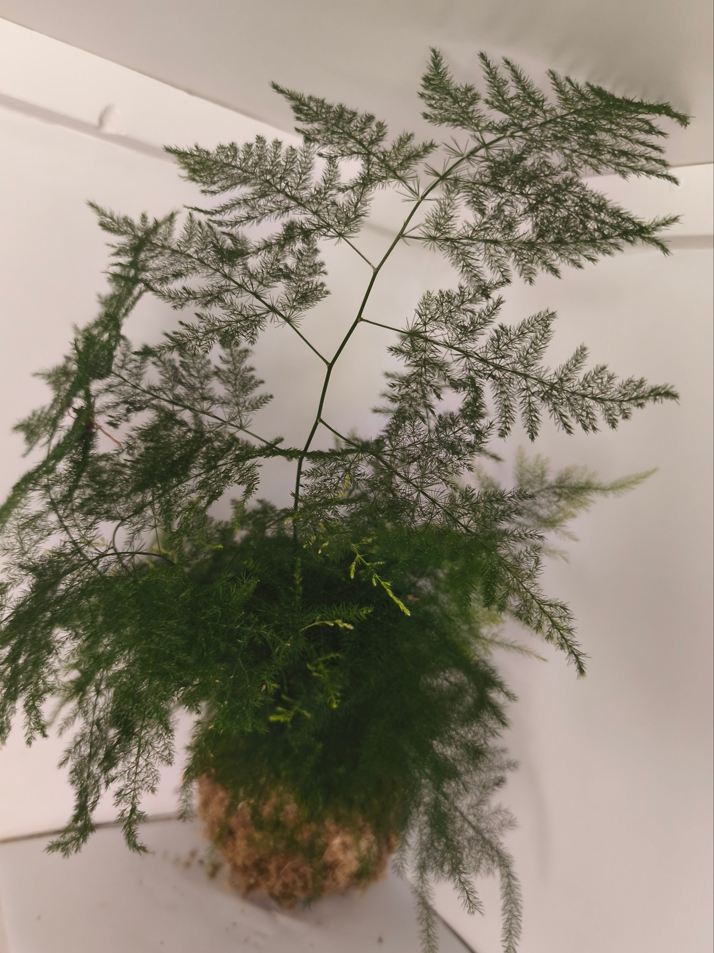 Kokedama #9