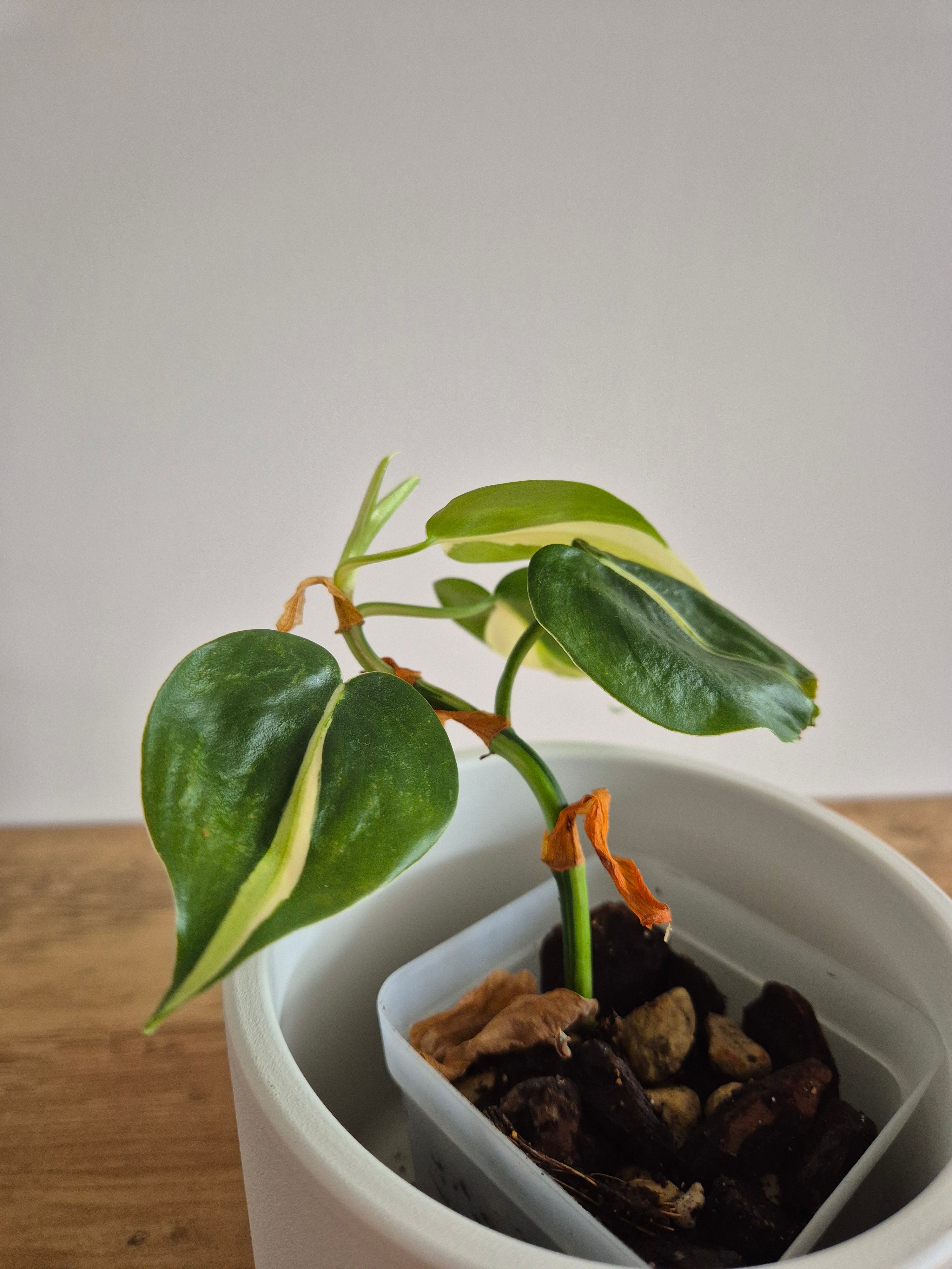 Philodendron Brasil Silver Stripe #3
