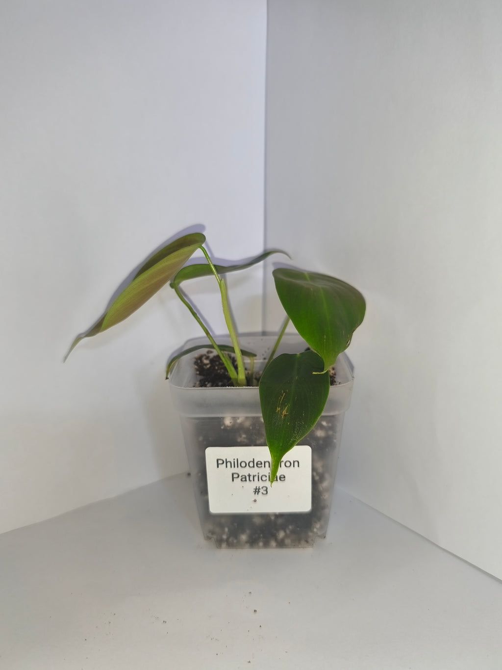 Philodendron Patriciae #3