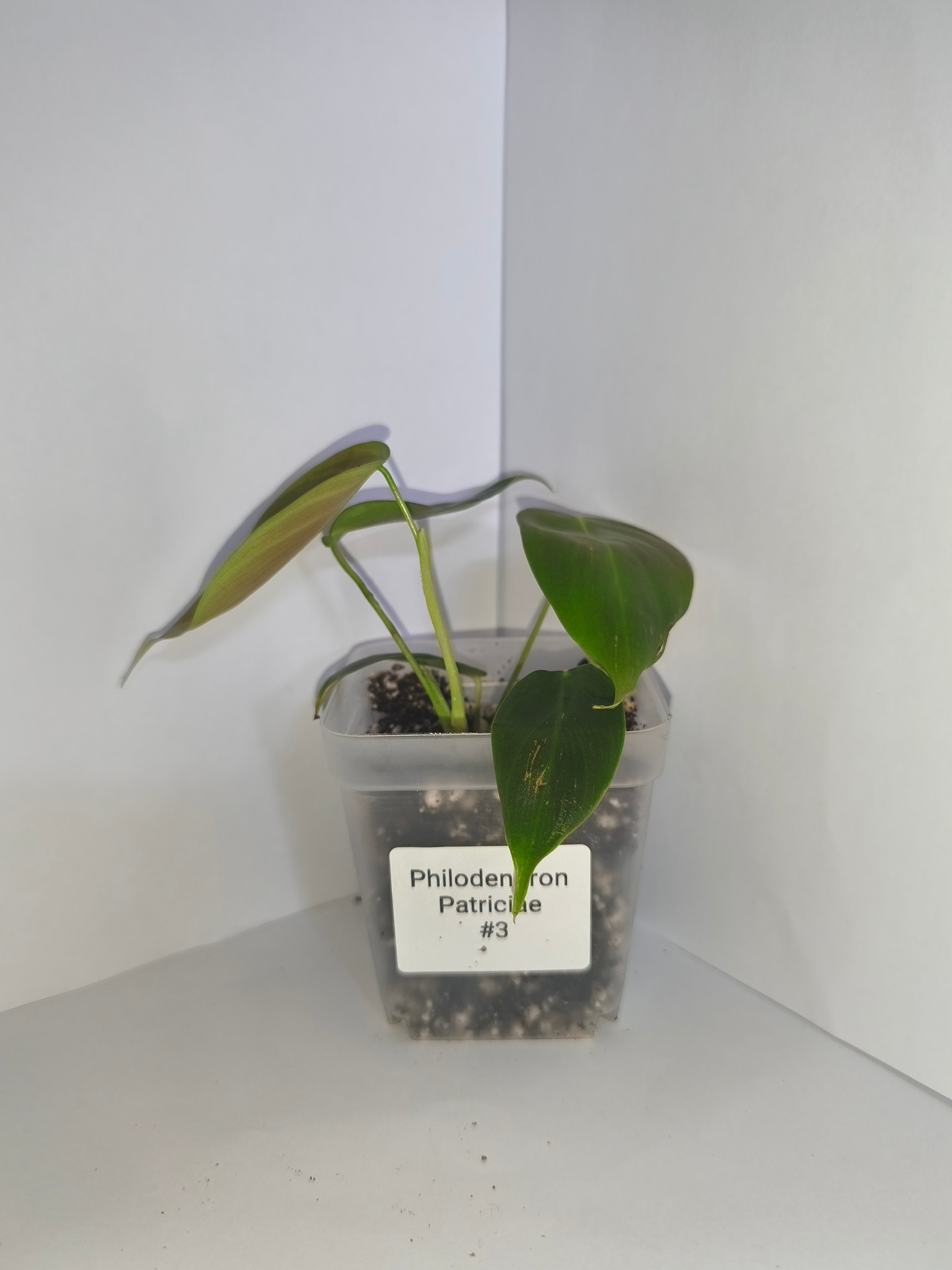Philodendron Patriciae #3