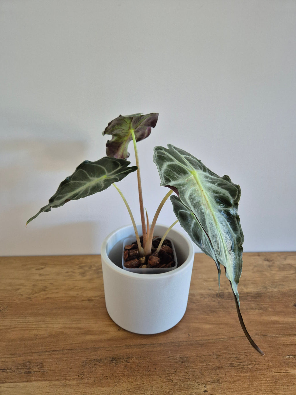 Alocasia Venom #1