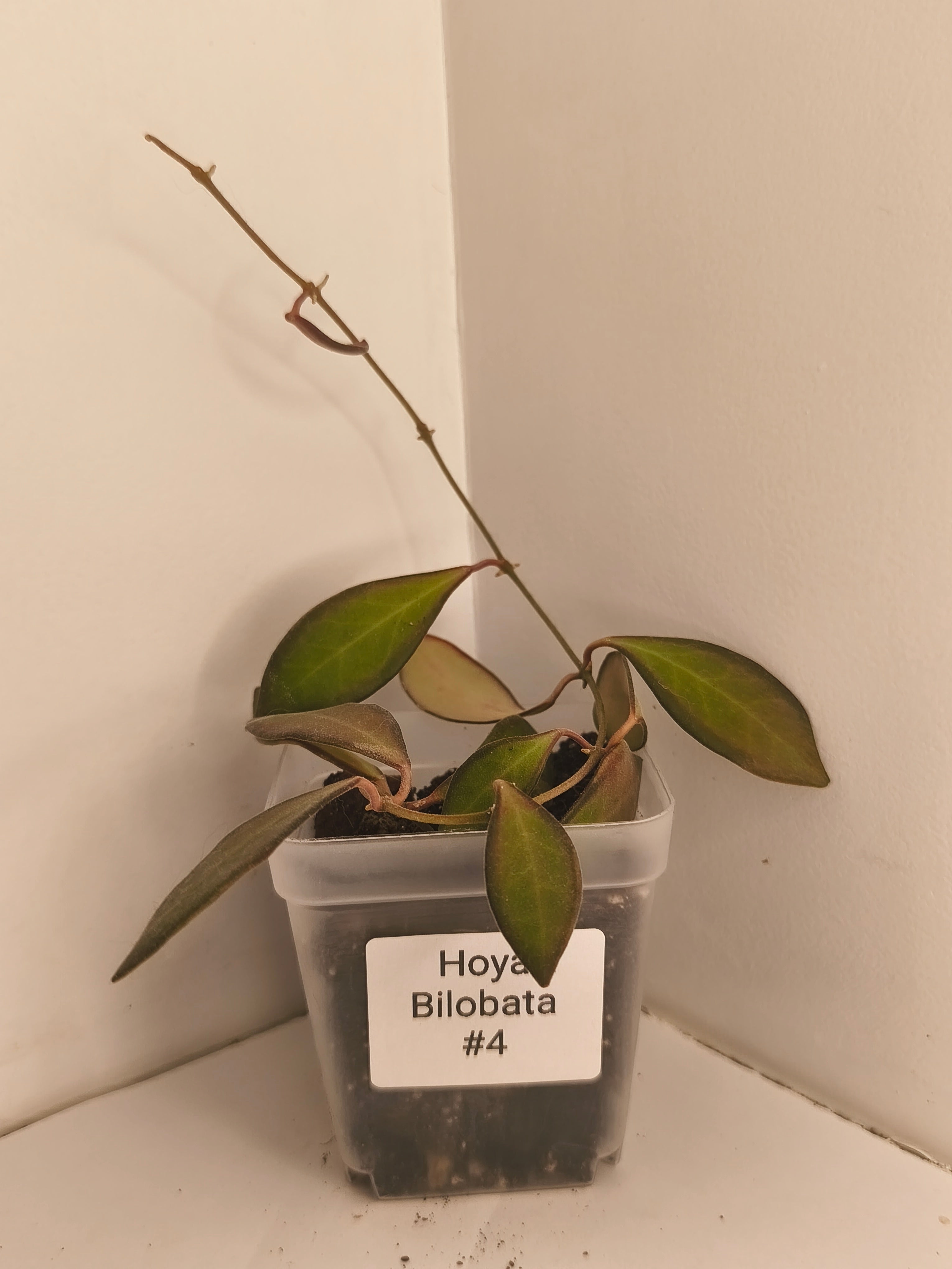 Hoya Bilobata #4