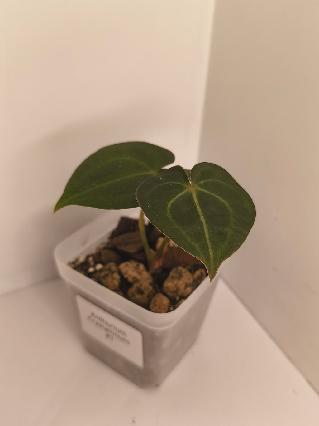Anthurium Crystallinum #1