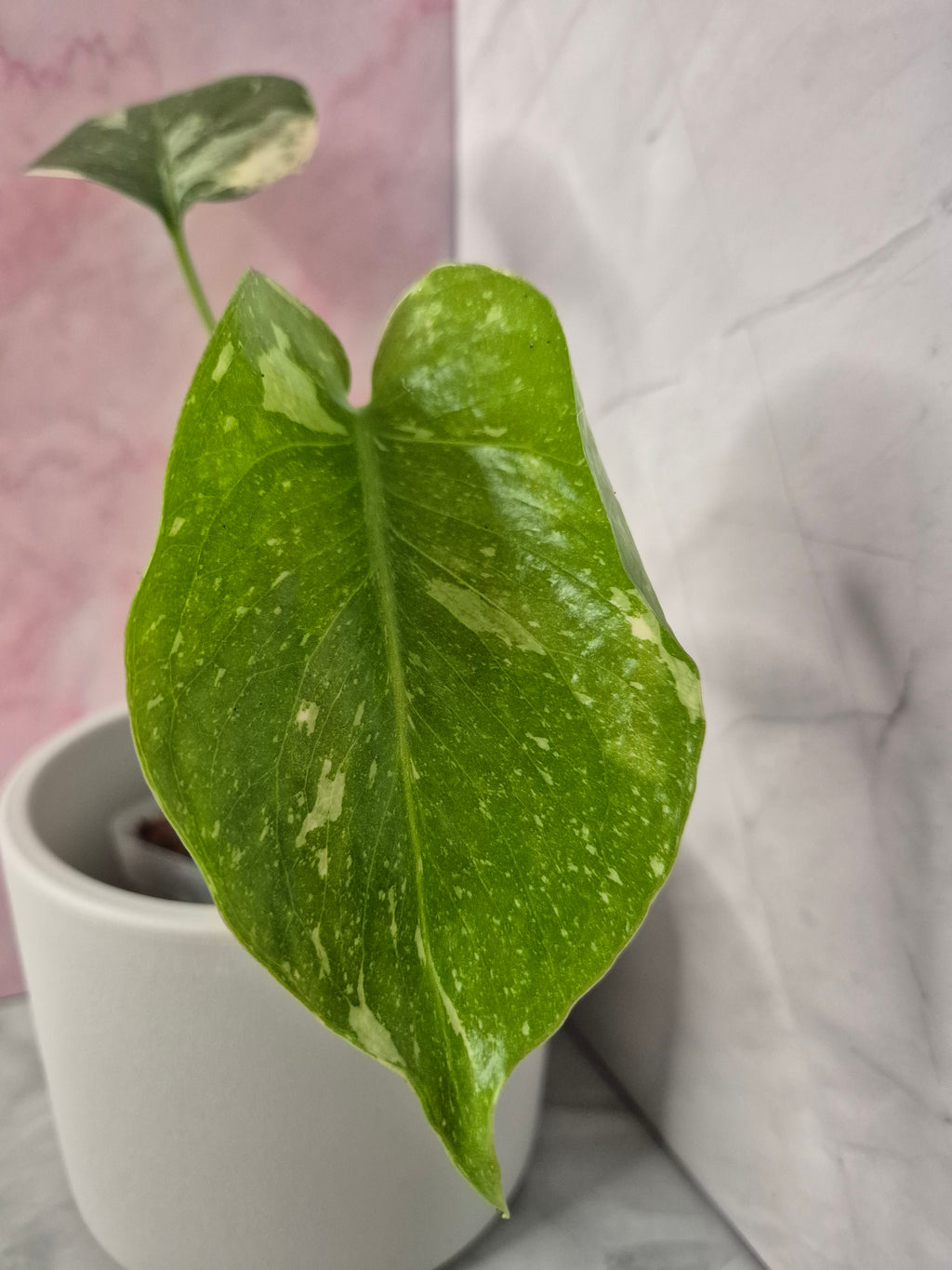 Monstera Thai Constellation #14