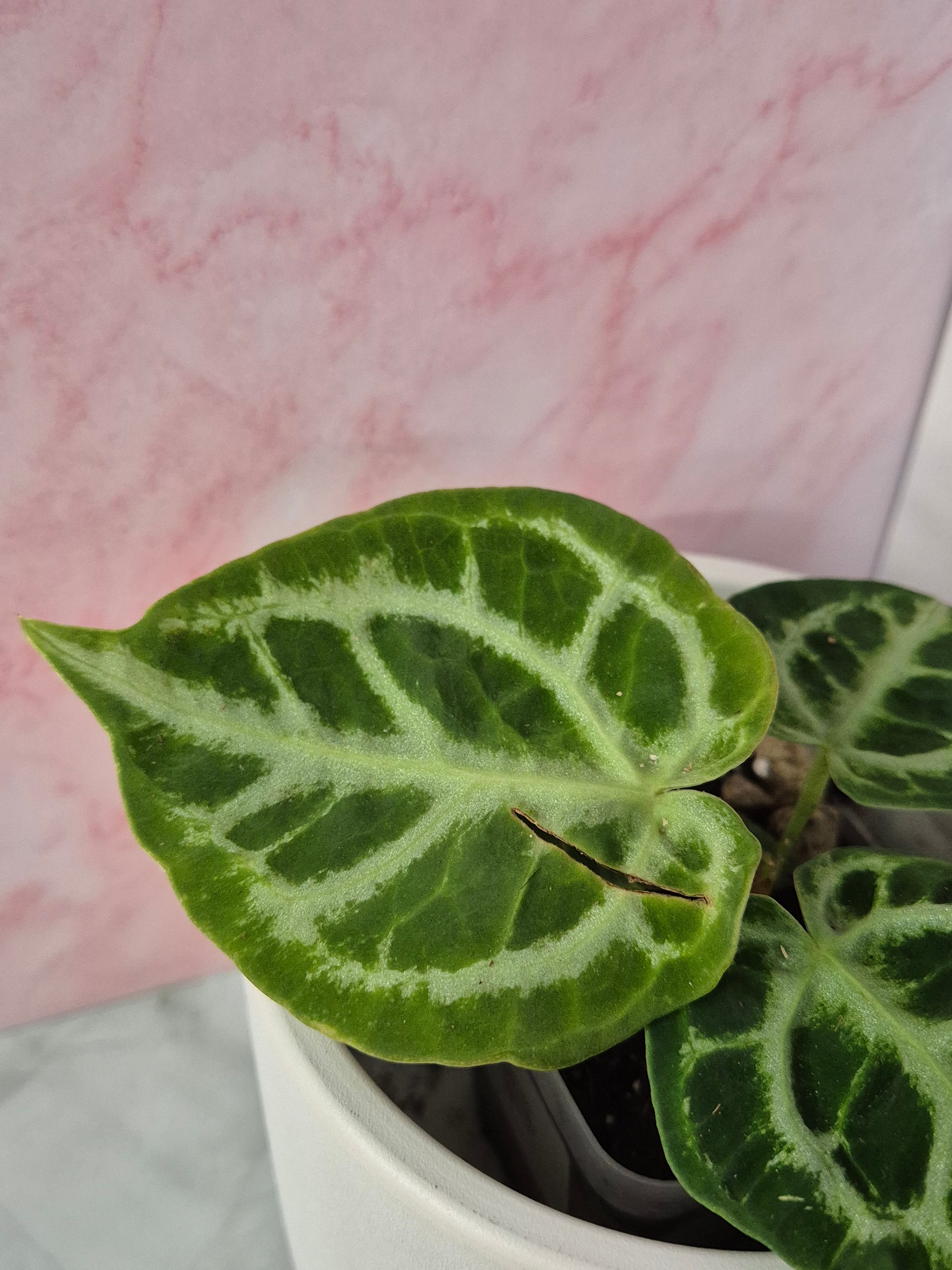 Anthurium Crystallinum #8