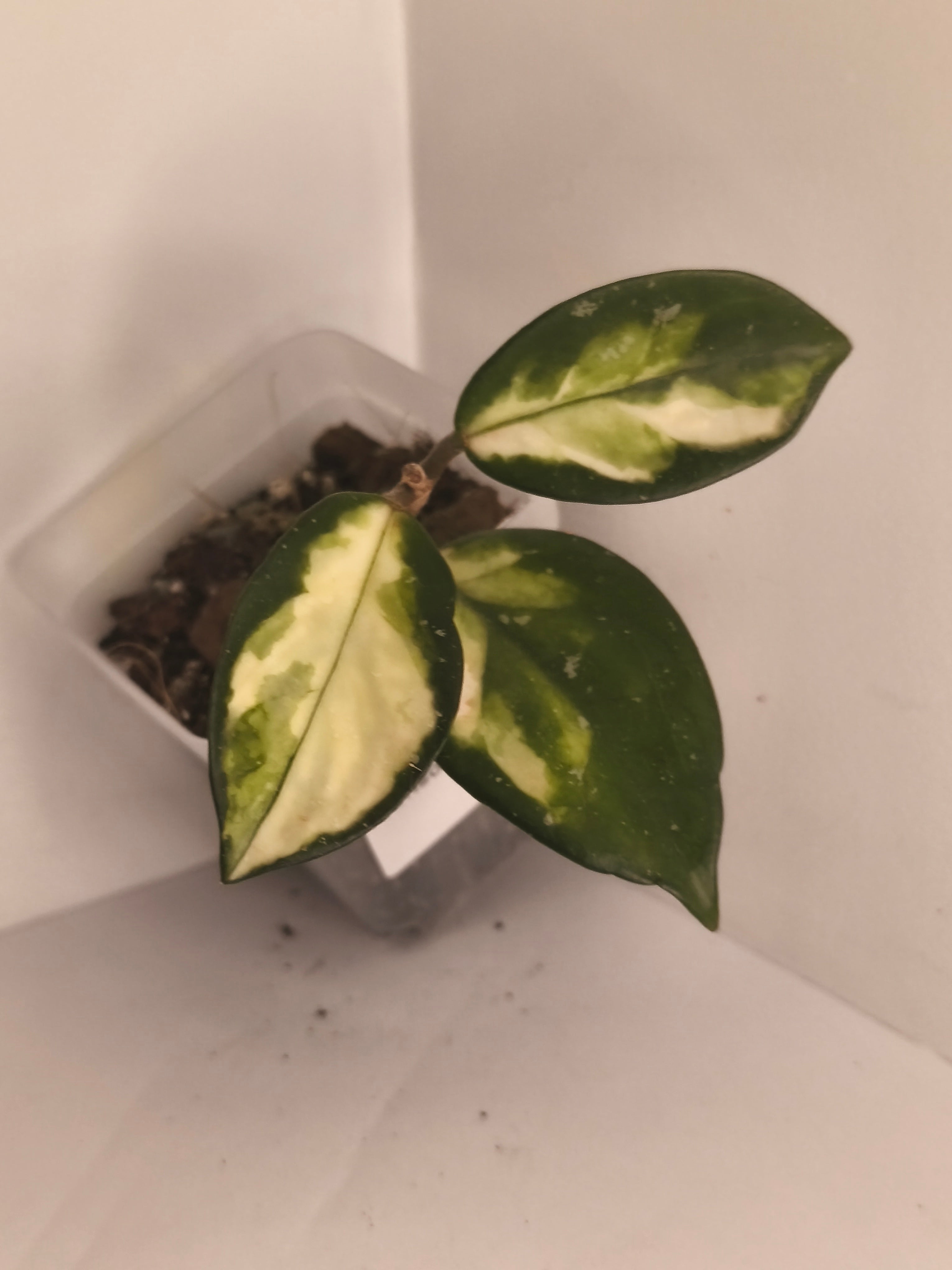 Hoya Carnosa Krimson Princess #1