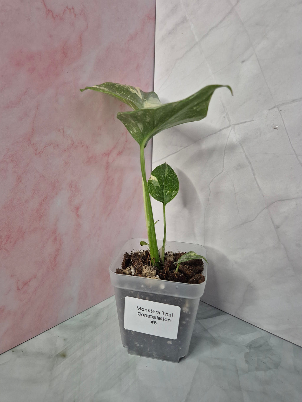 Monstera Thai Constellation #6
