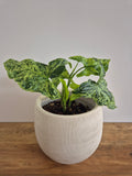 Syngonium Mottled #2