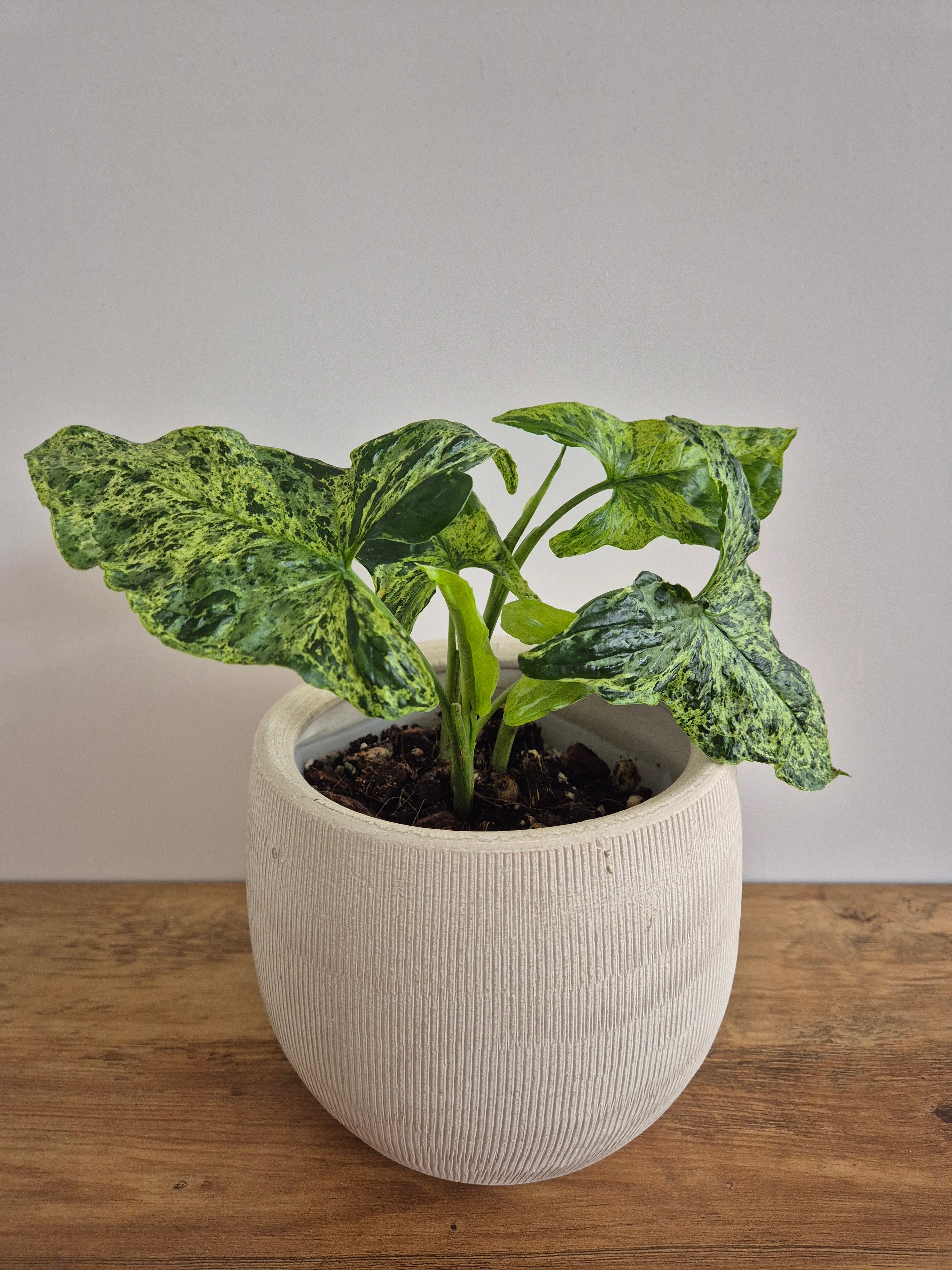 Syngonium Mottled #2