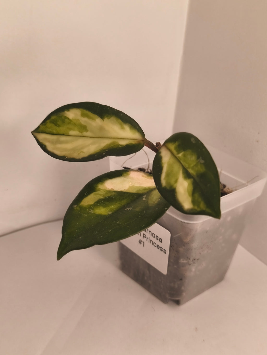 Hoya Carnosa Krimson Princess #1