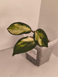 Hoya Carnosa Krimson Princess #1