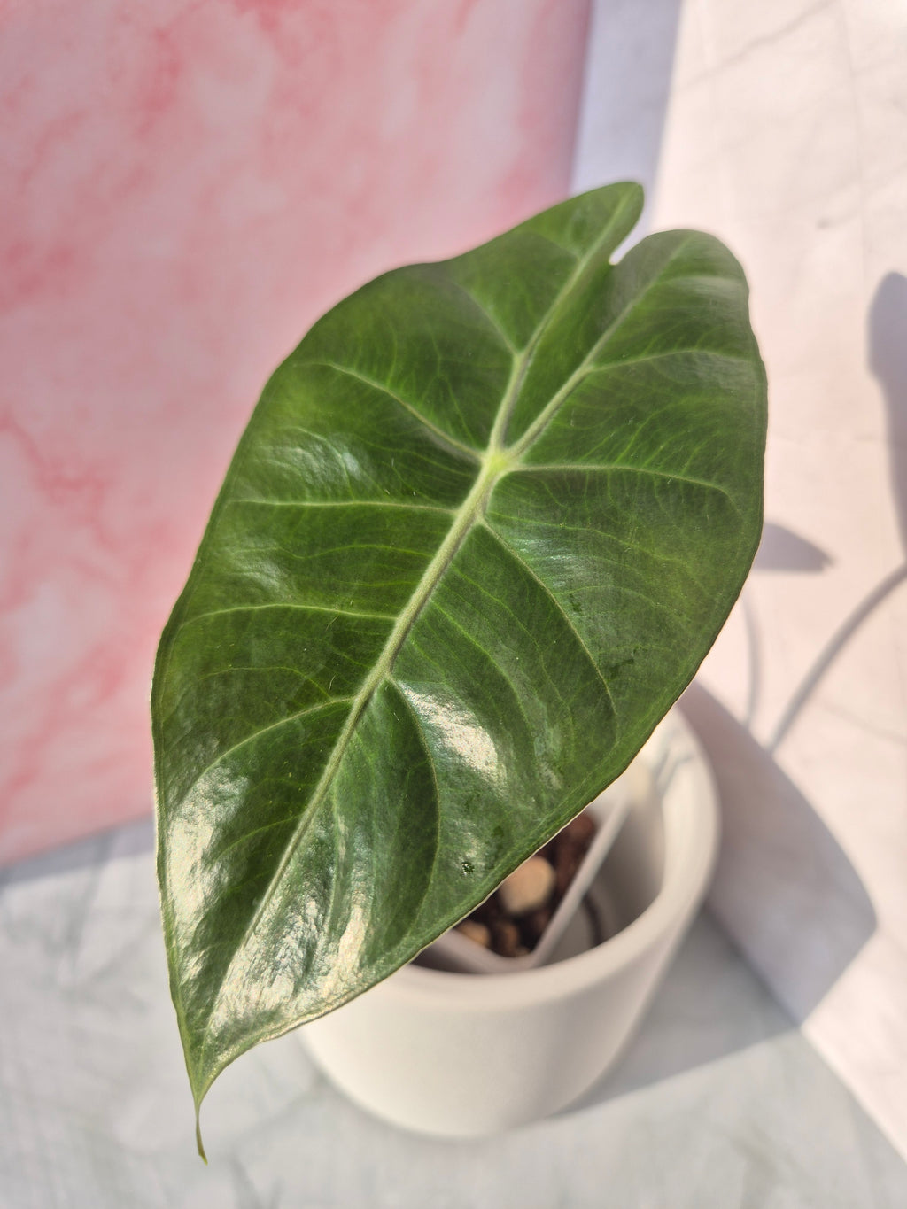 Alocasia Pink Dragon #5