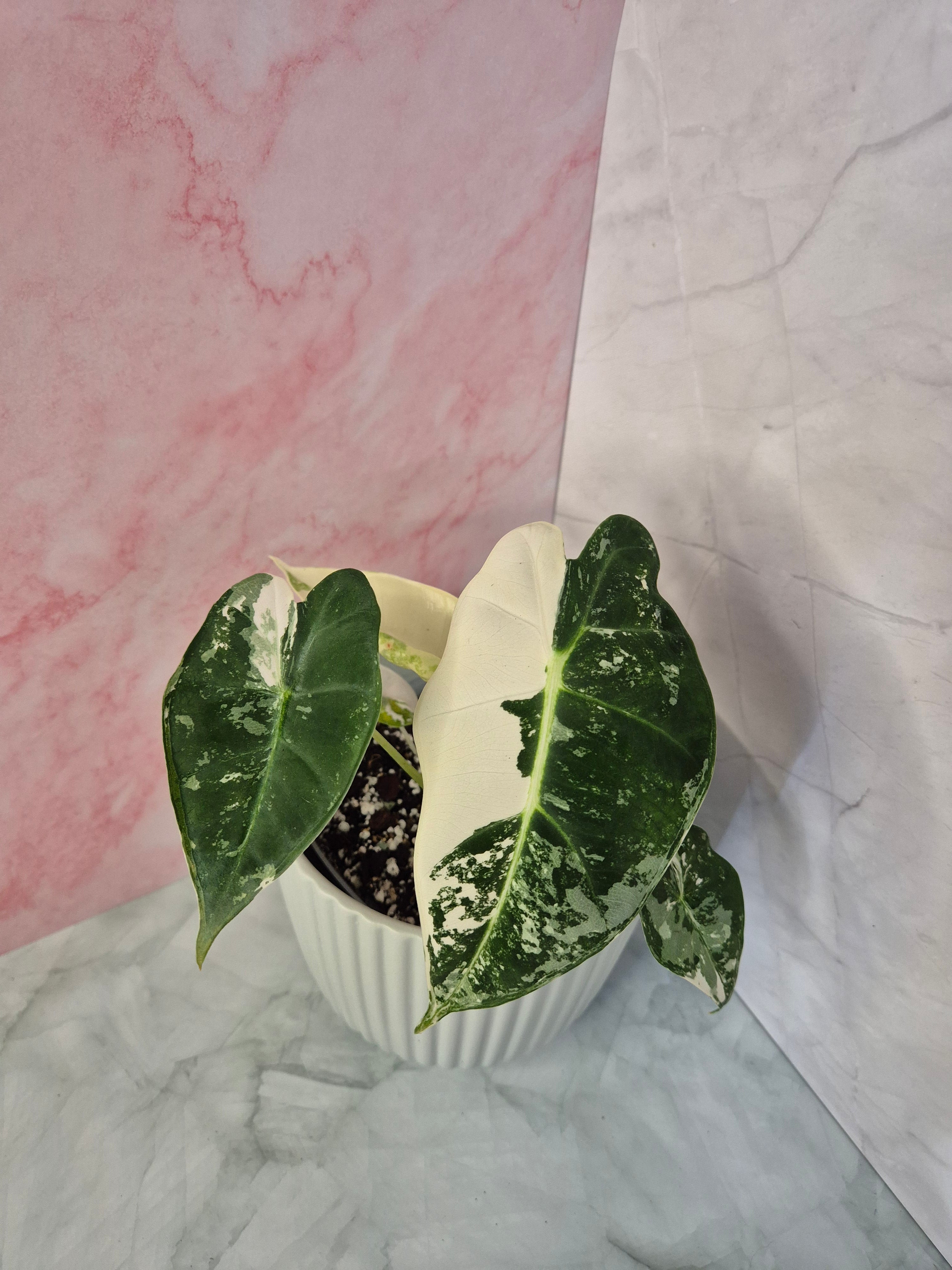 Alocasia Micholitziana Frydek Variegated #5
