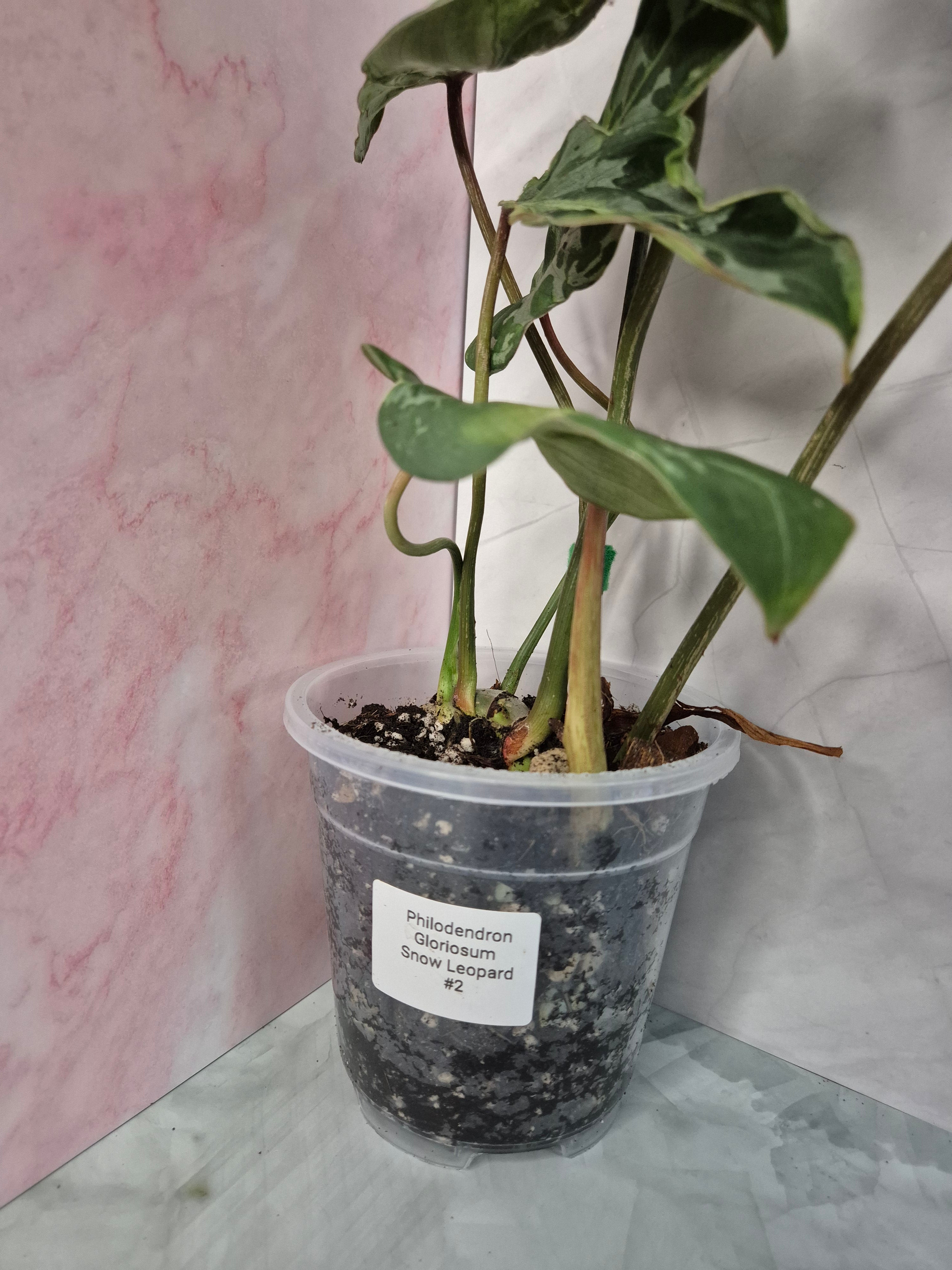 Philodendron Gloriosum Snow Leopard #2