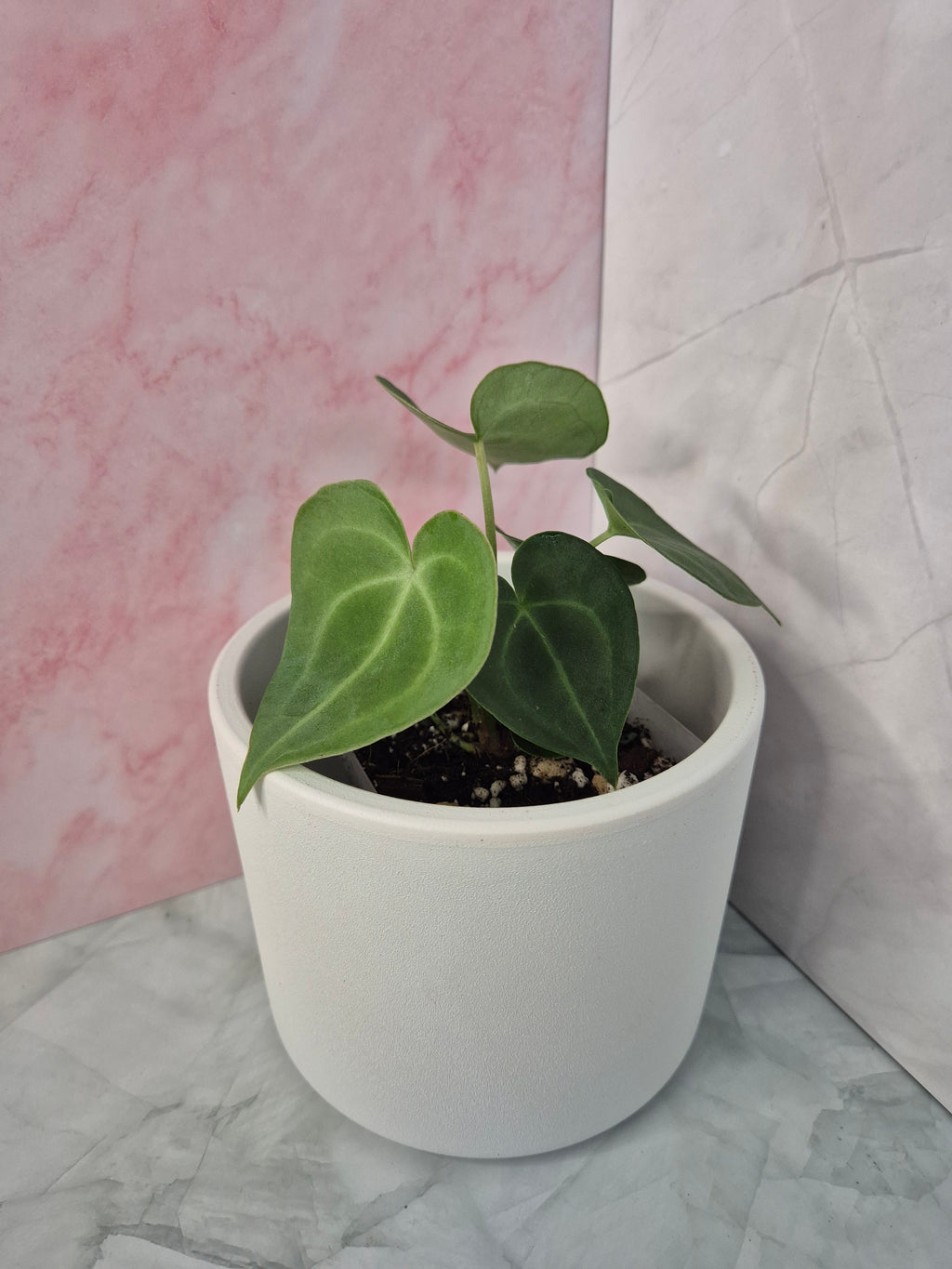 Anthurium Clarinervium #1