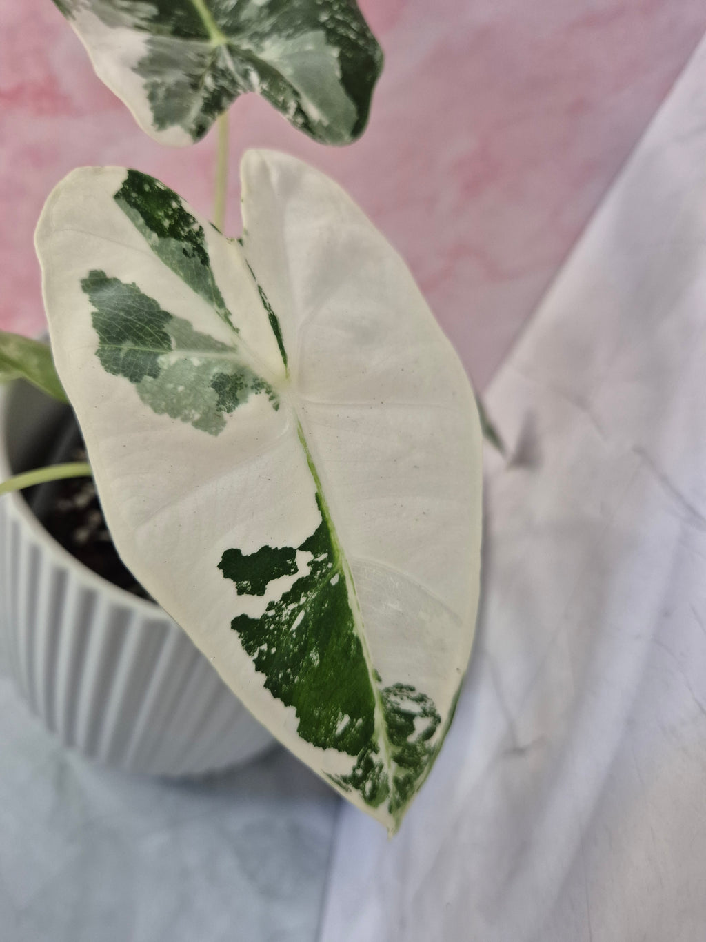 Alocasia Micholitziana Frydek Variegated #8