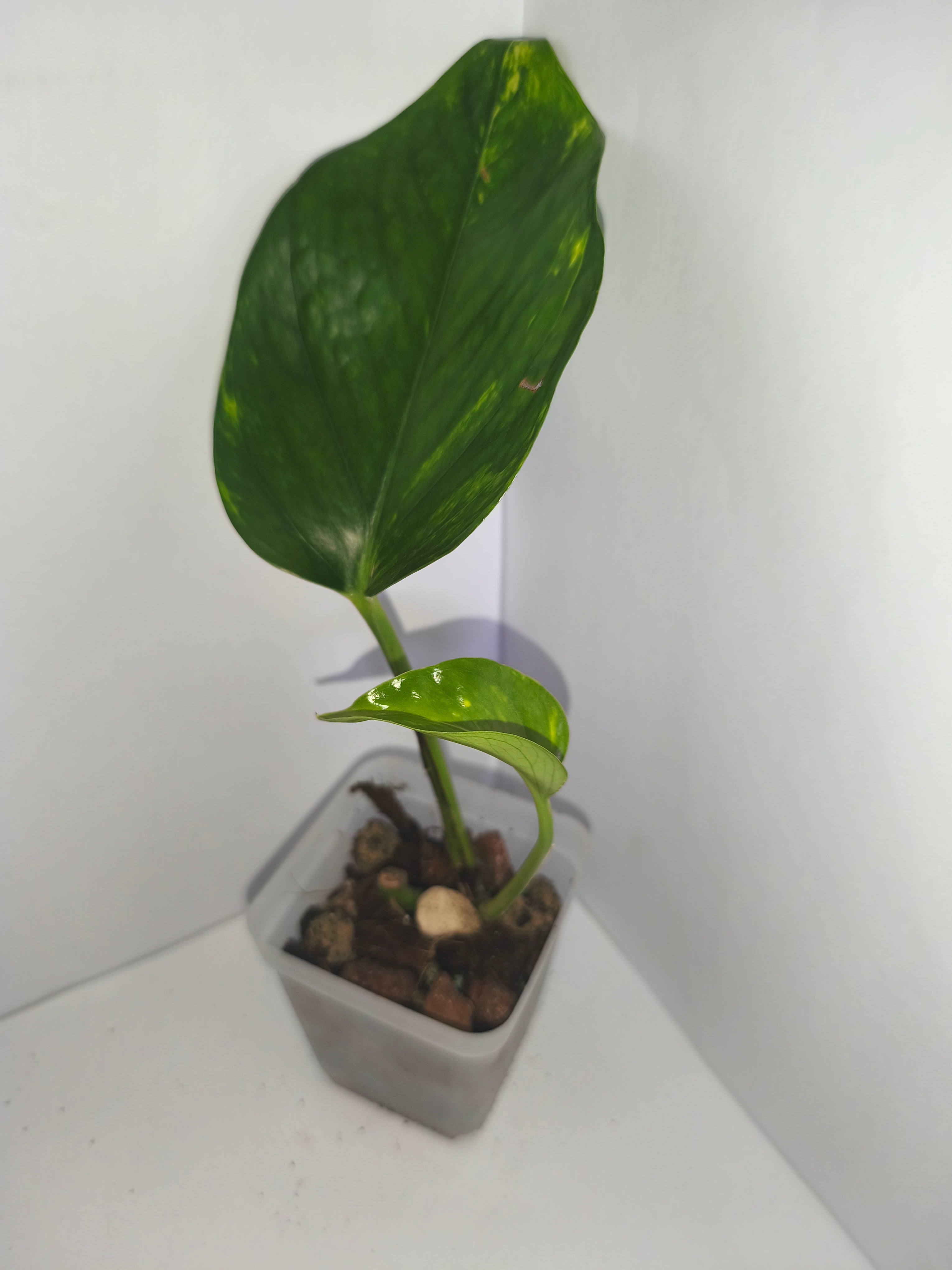 Epipremnum aureum #9