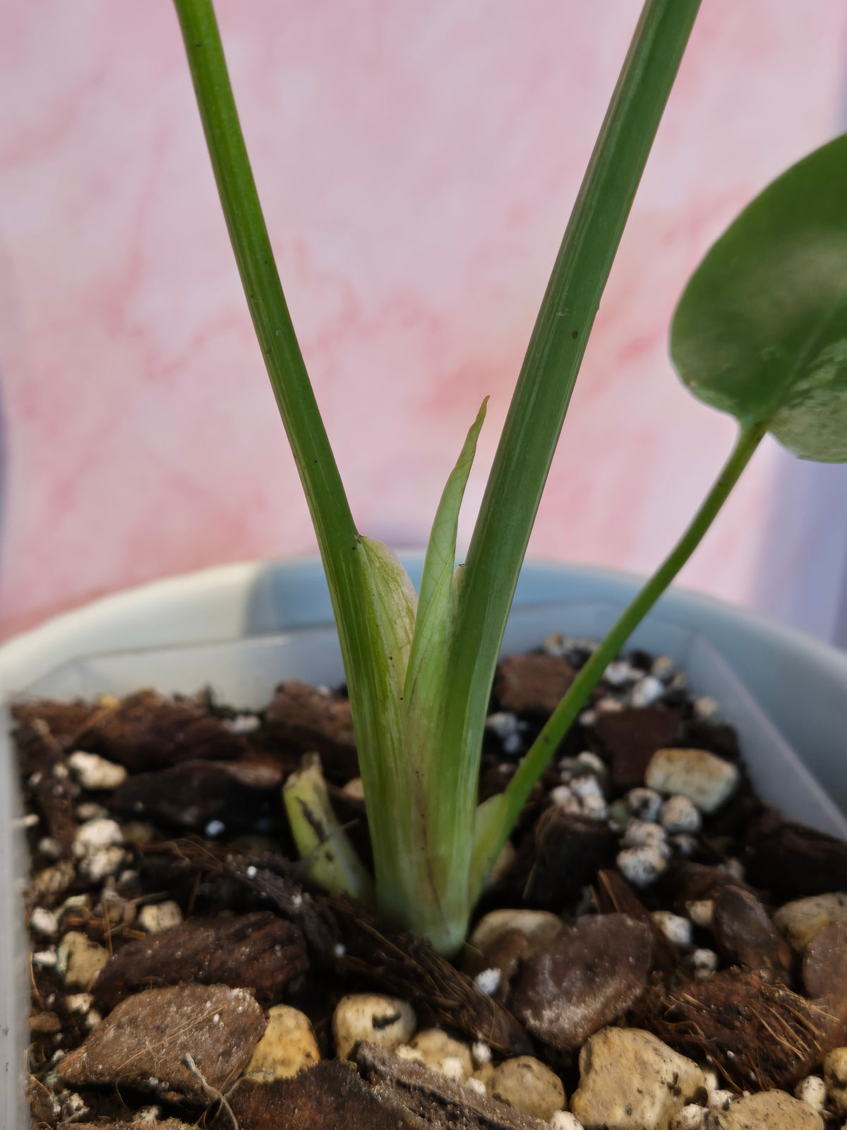 Monstera Deliciosa Bulbasaur #2
