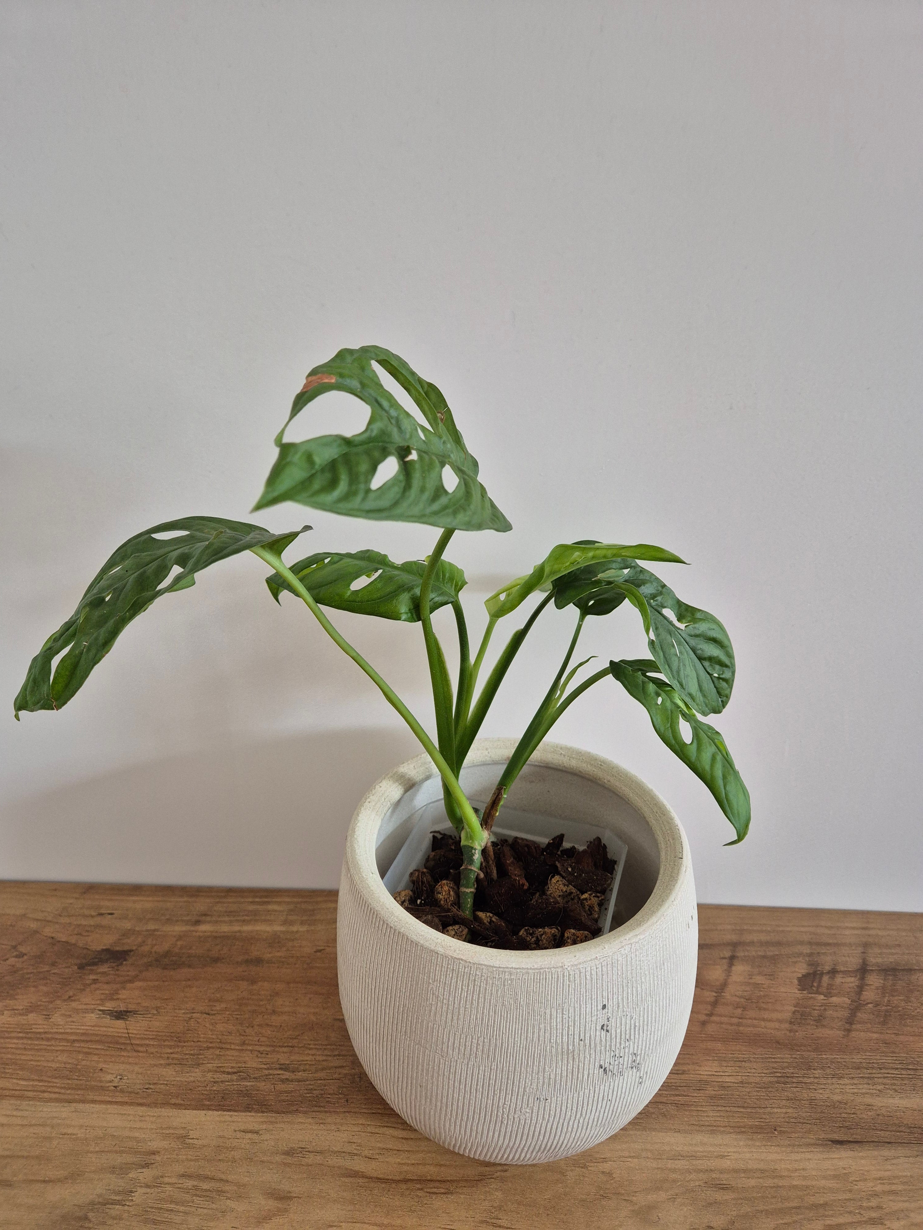 Monstera Adansonii #4