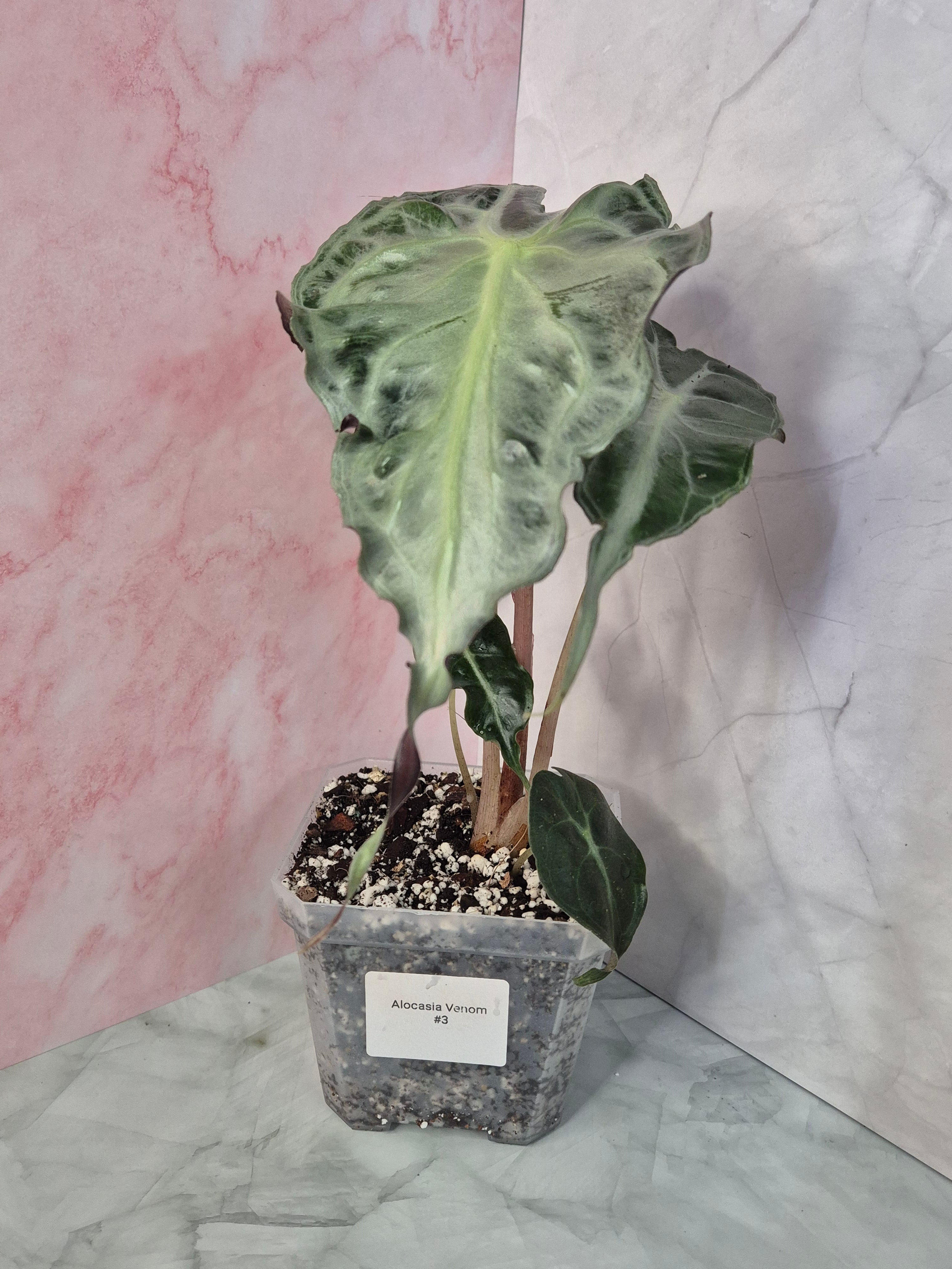Alocasia Venom #3