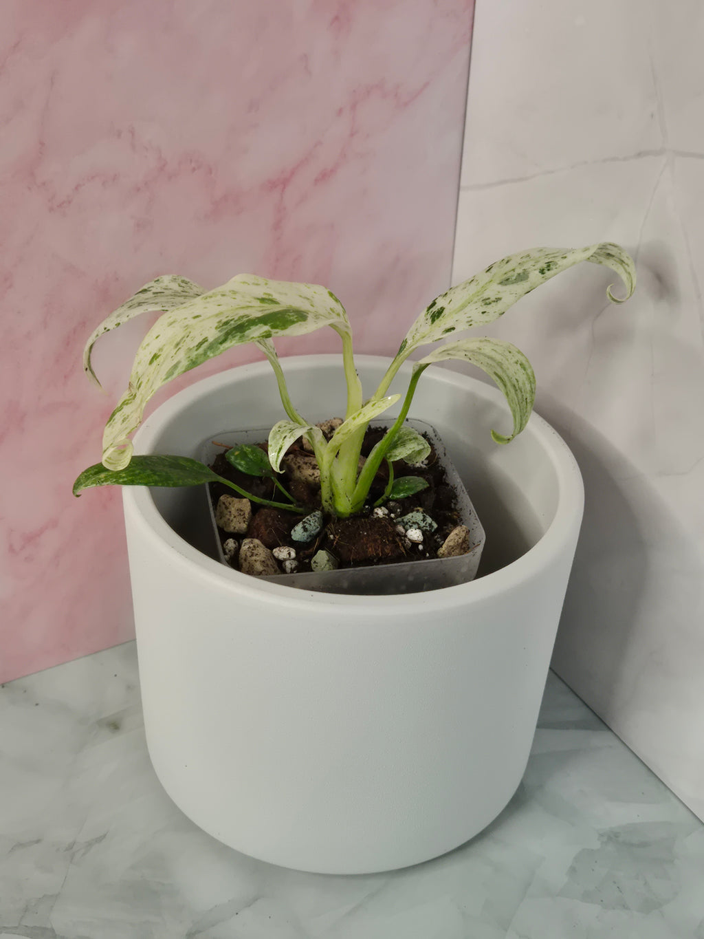 Rhaphidophora Puberula Variegata #8