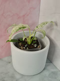 Rhaphidophora Puberula Variegata #8