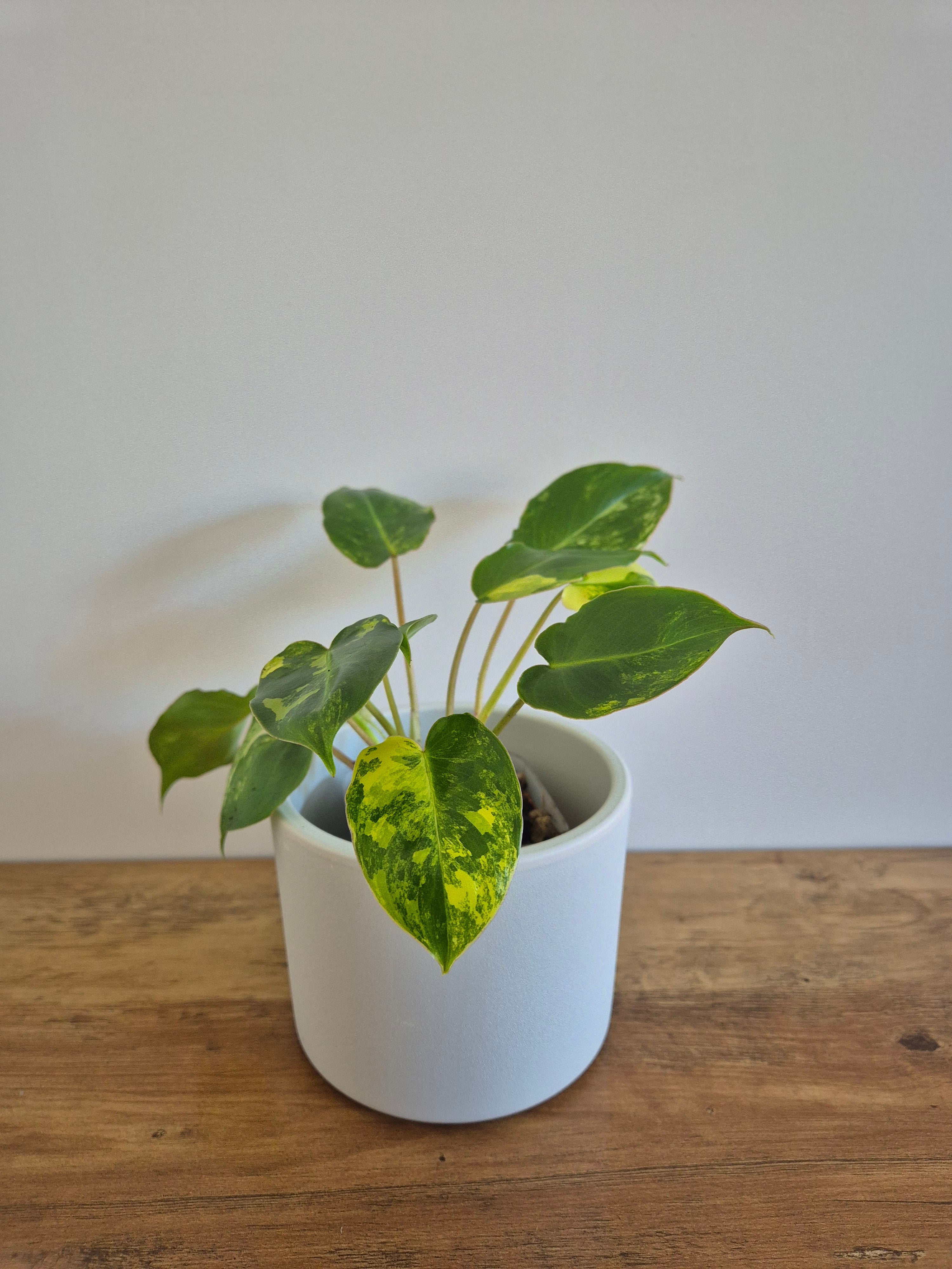 Philodendron Burle-Marxii Variegated #1