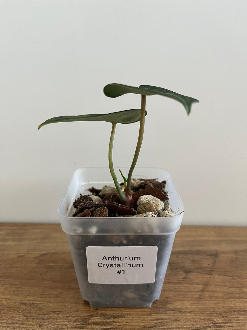 Anthurium Crystallinum #1
