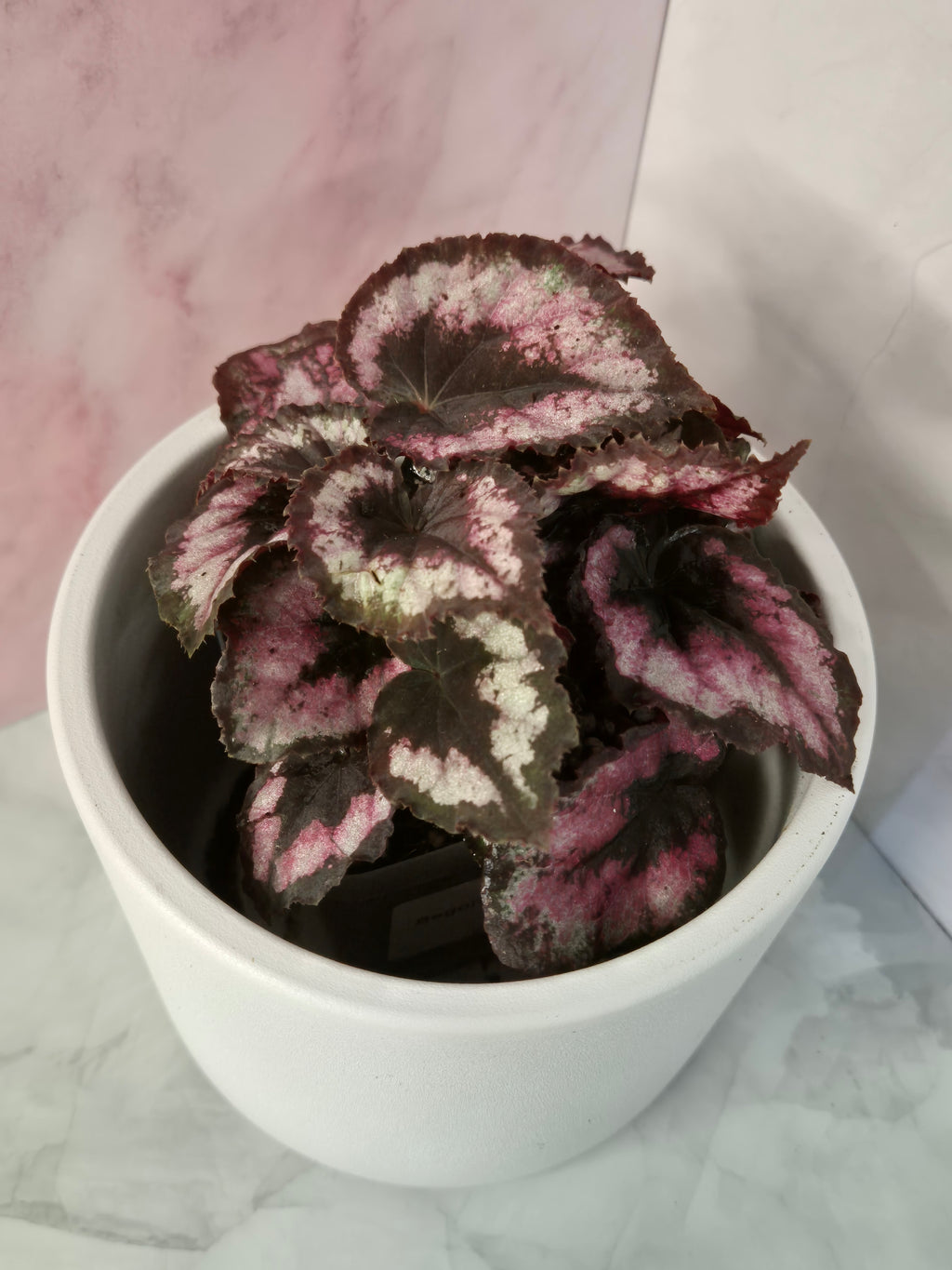 Begonia Red Heart #7