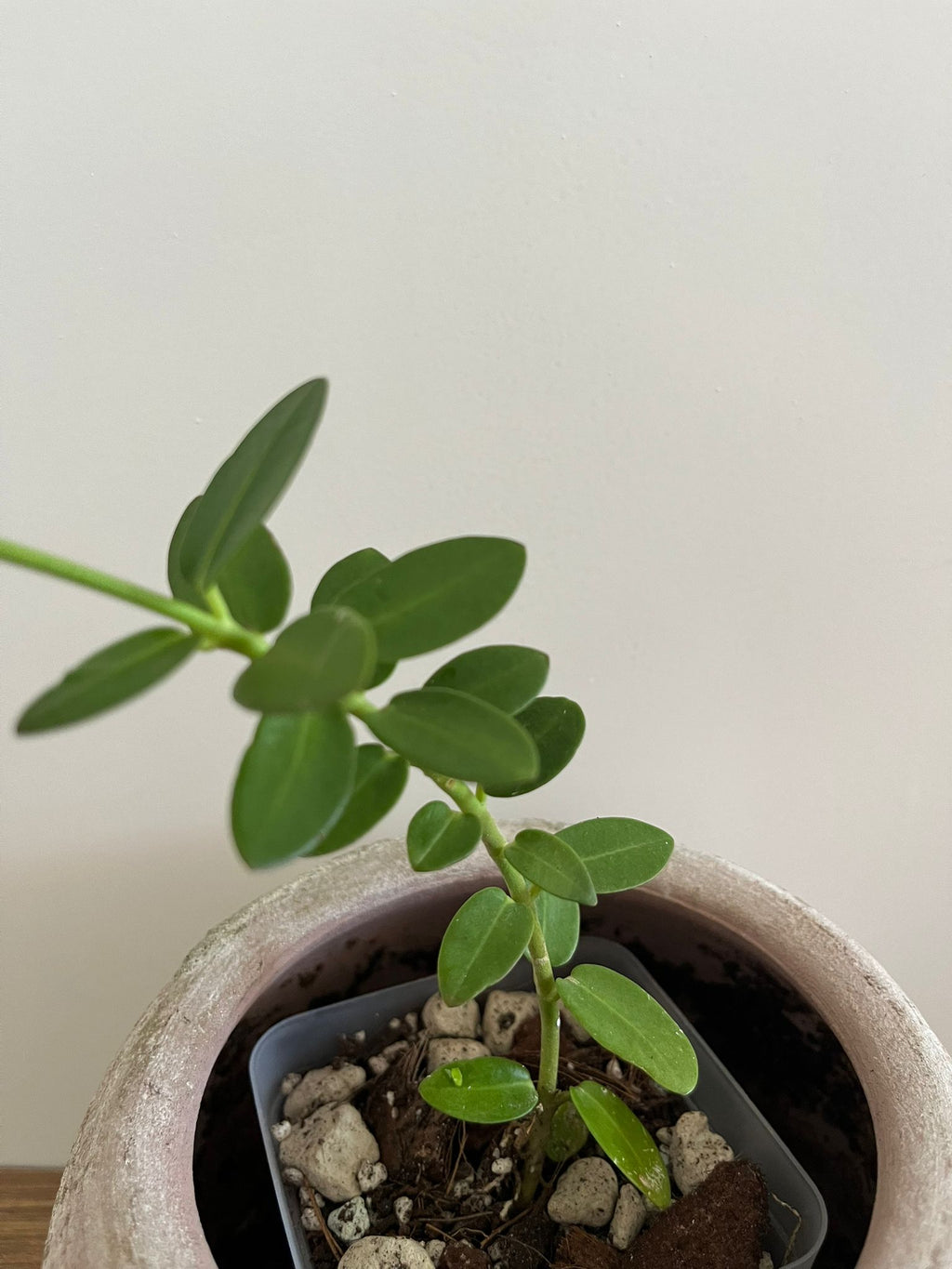 Hoya Cumingiana #1