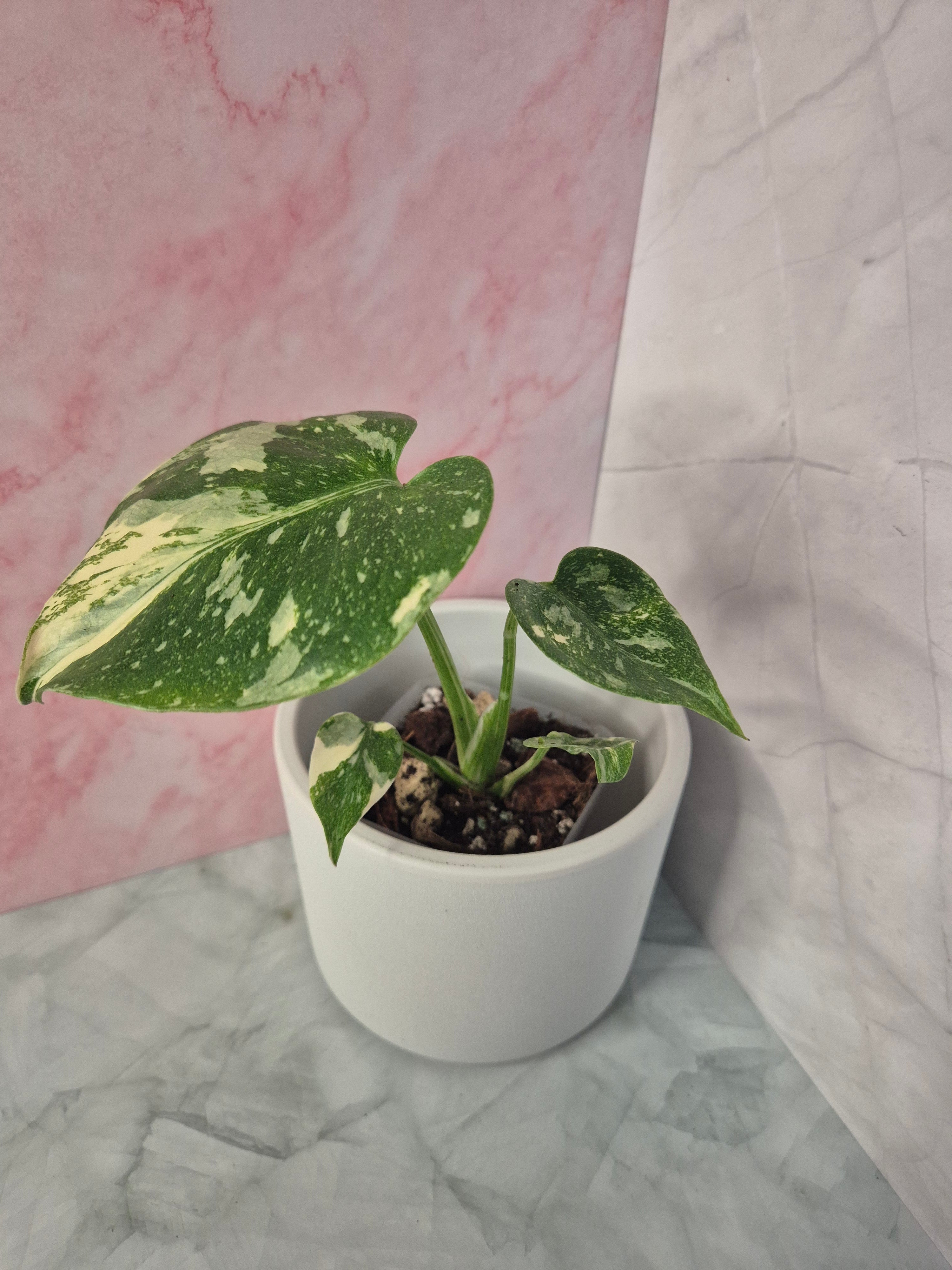 Monstera Thai Constellation #20