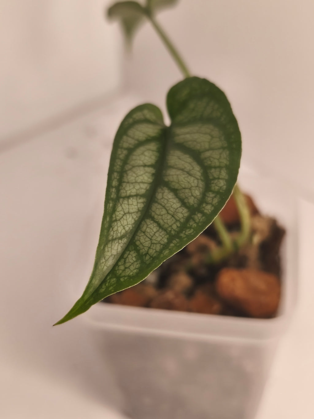 Monstera Siltepecana #1