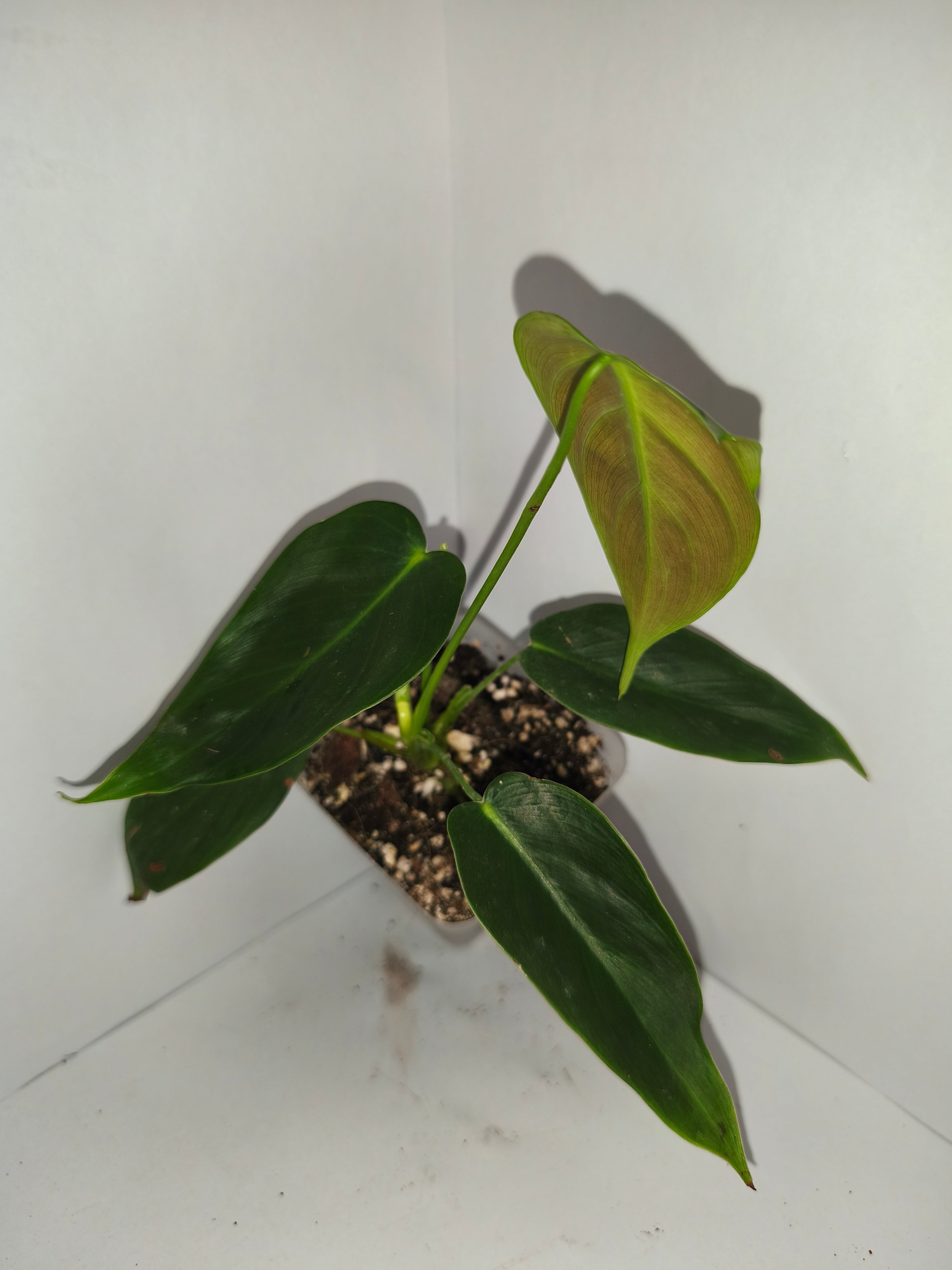 Philodendron Patriciae #6