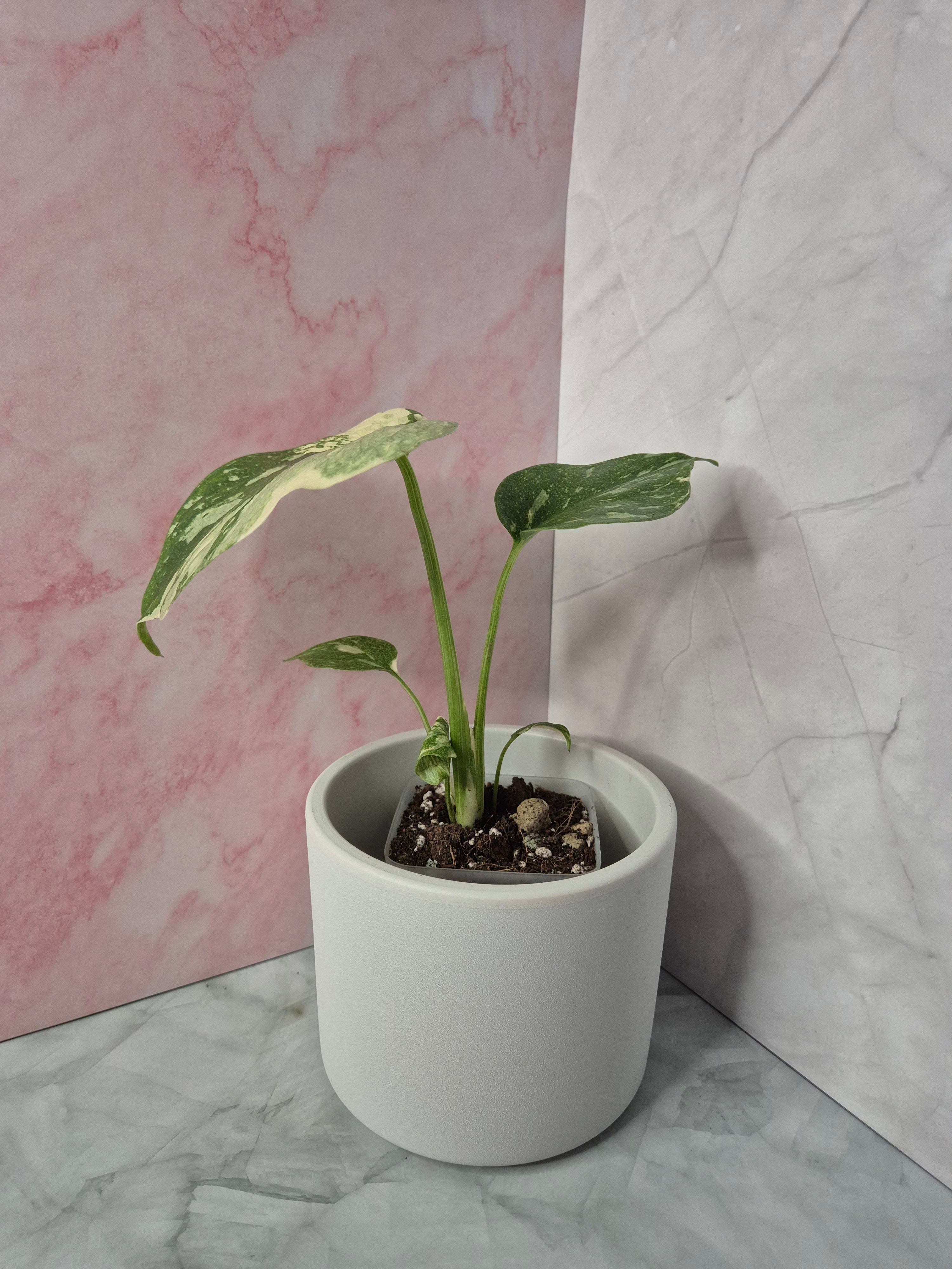 Monstera Thai Constellation #8