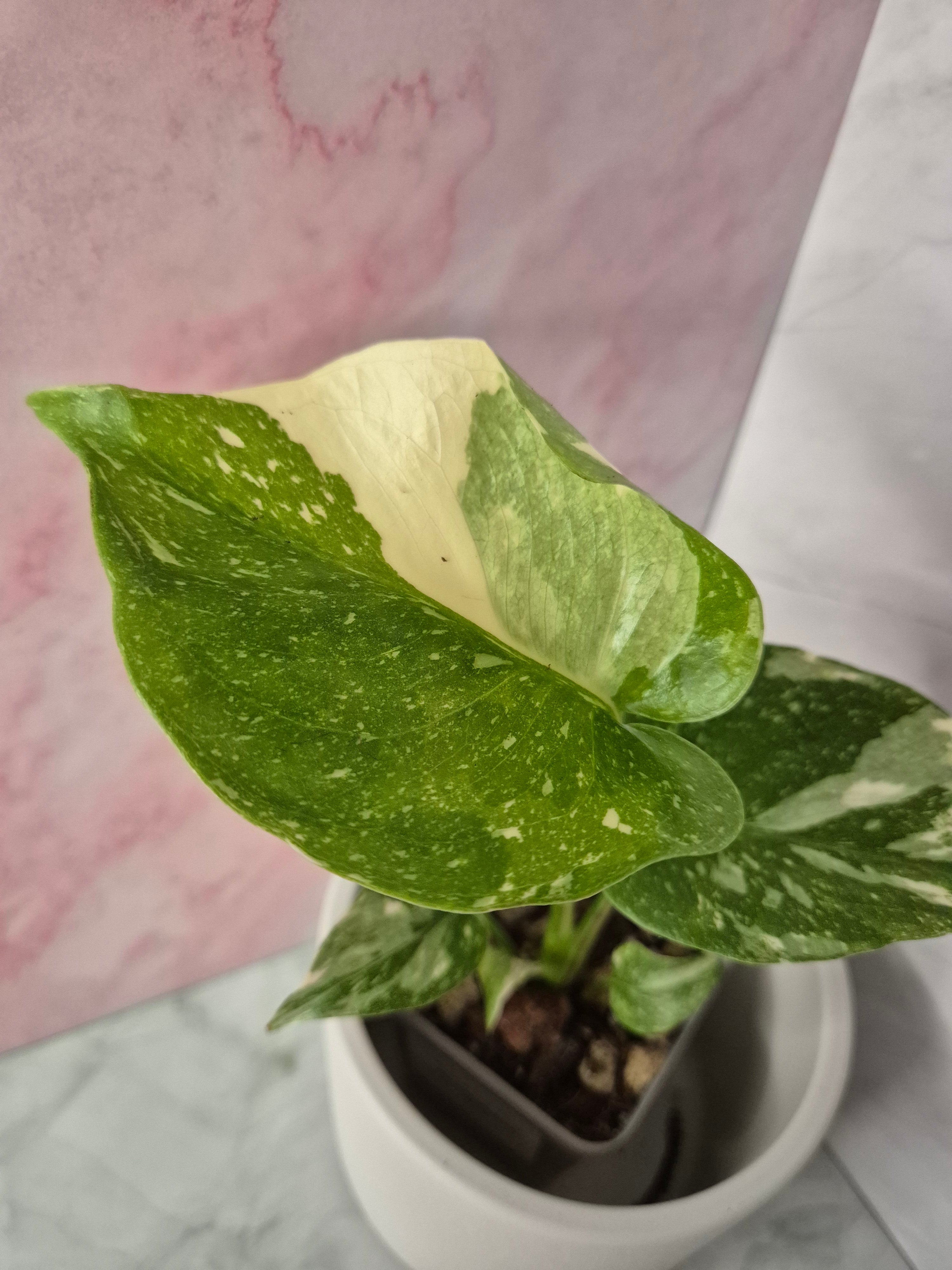 Monstera Thai Constellation #13